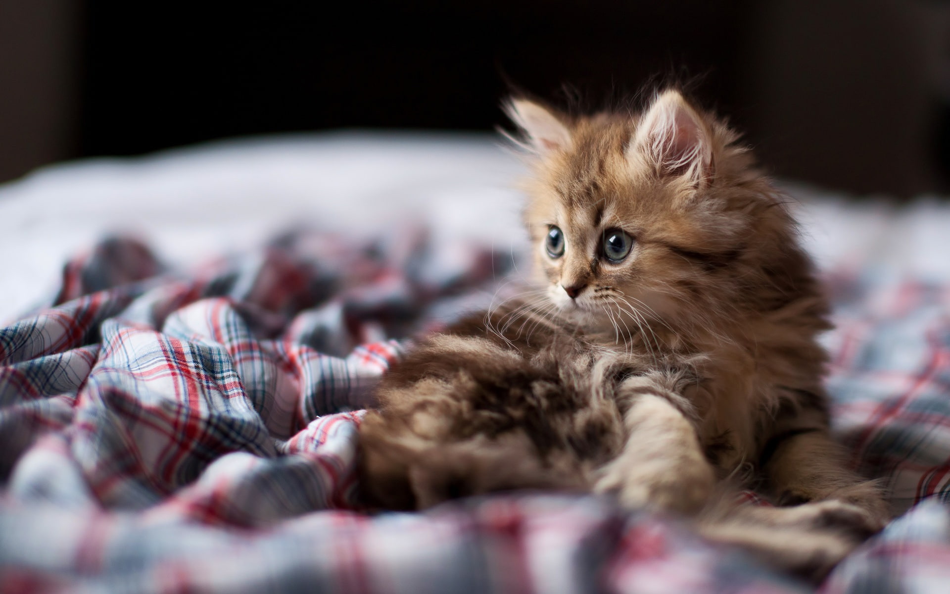 Small, Curiosity, 1080P, Cat, HD Wallpaper