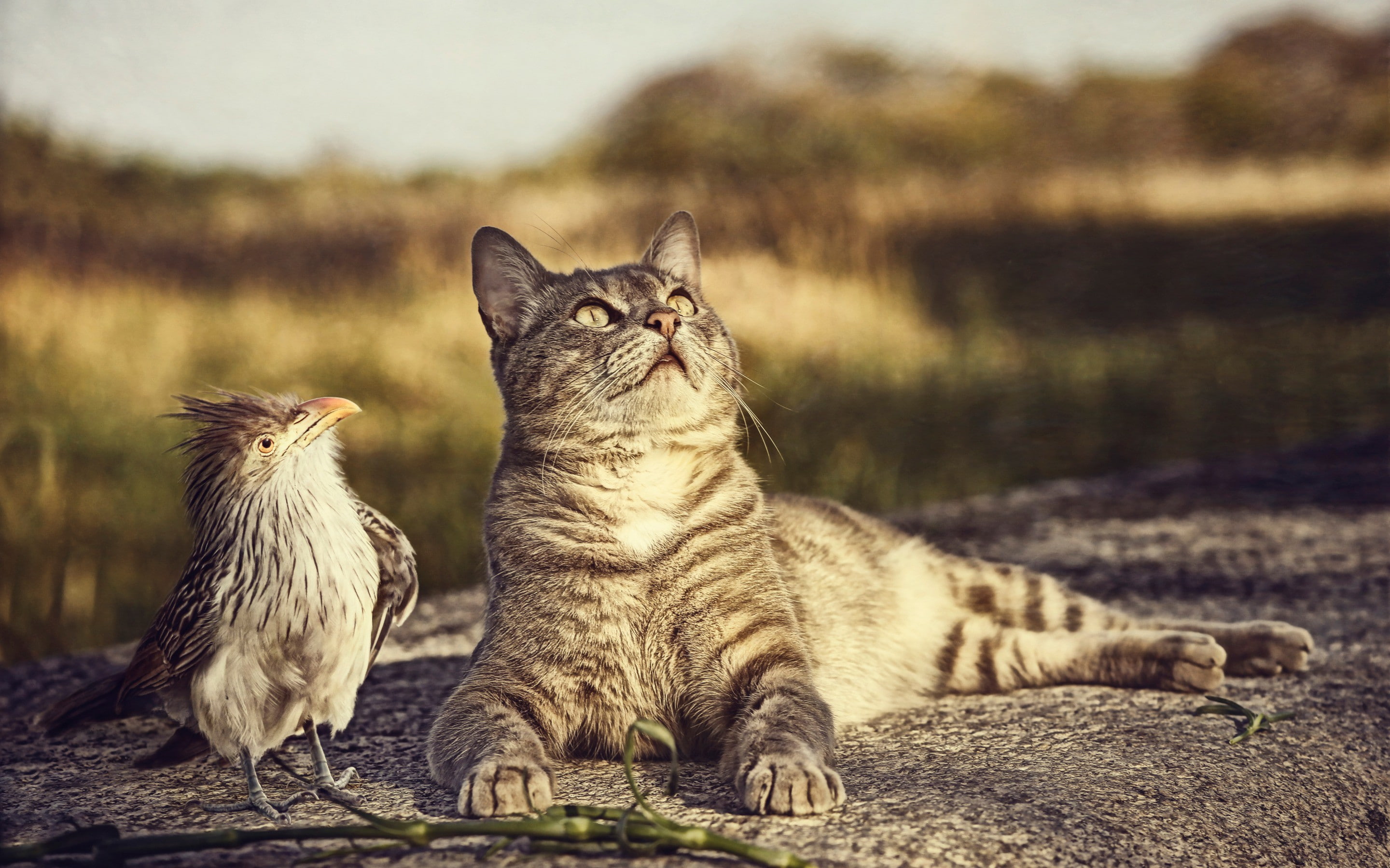 Bird, curiosity, Cat, 2K, HD Wallpaper