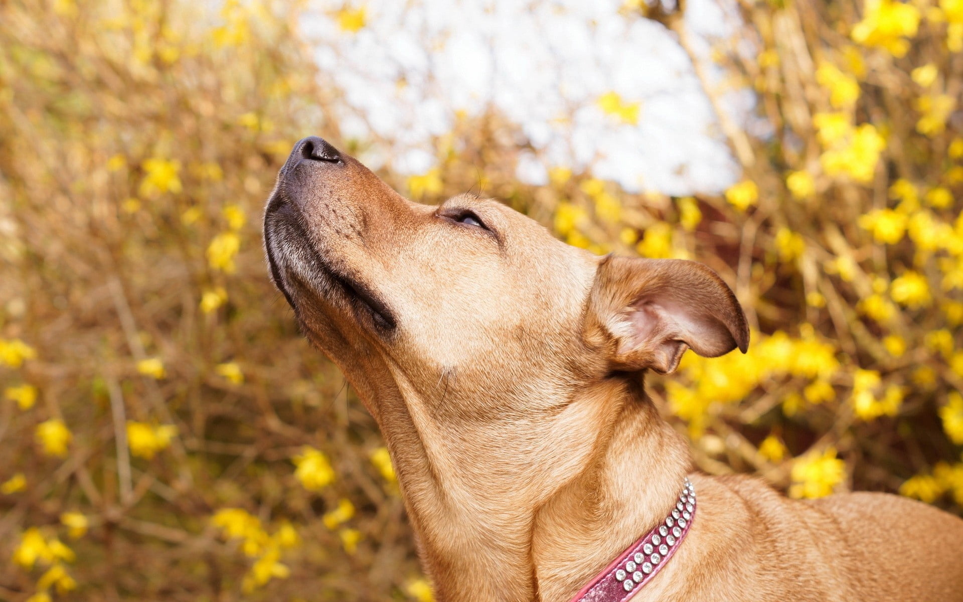 fun, cute, curiosity, one Animal, collar, muzzle, outdoors, whisker, young Animal, focus on foreground, mixed-Breed Dog, close-up, friendship, autumn, portrait, HD Wallpaper