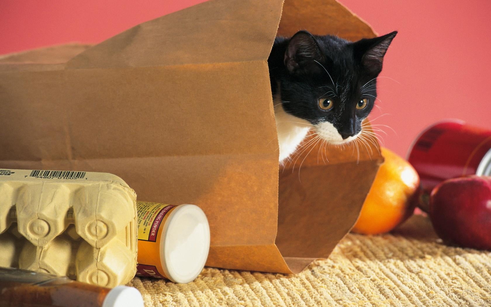 domestic animals, indoors, package, cardboard, cat, paper, domestic cat, no people, tuxedo, climbing, one animal, food, container, feline, brown, whisker, HD Wallpaper