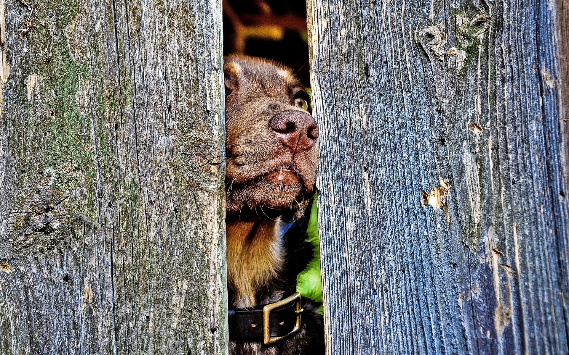 outdoors, fur, animal head, short, whisker, nature, animal themes, curiosity, cute, boundary, trunk, coated, animals in the wild, muzzle, tree, nose, puppy, HD Wallpaper
