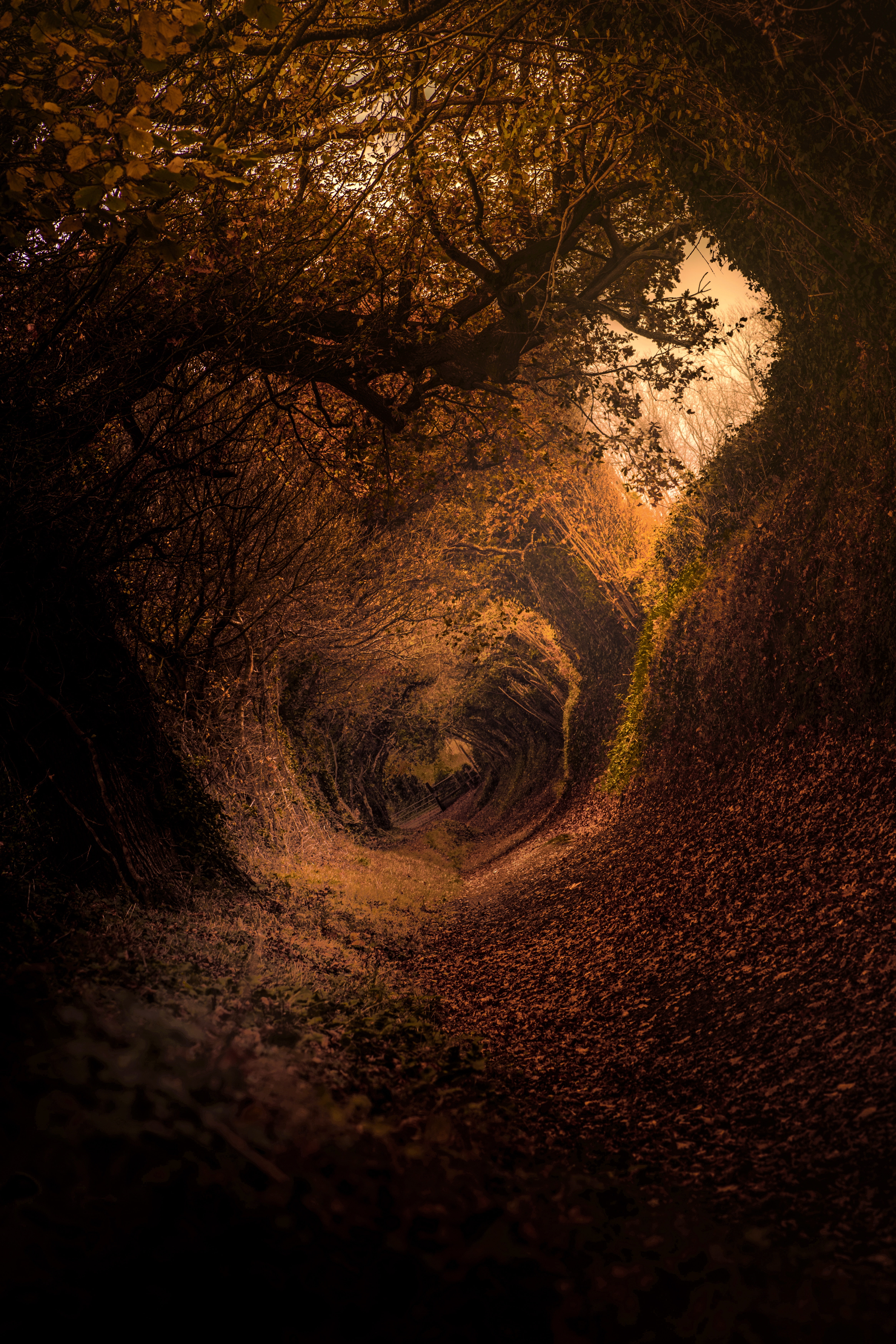 leaves, outdoors, dark, trees, tunnel, plants, 5K, Phone HD Wallpaper