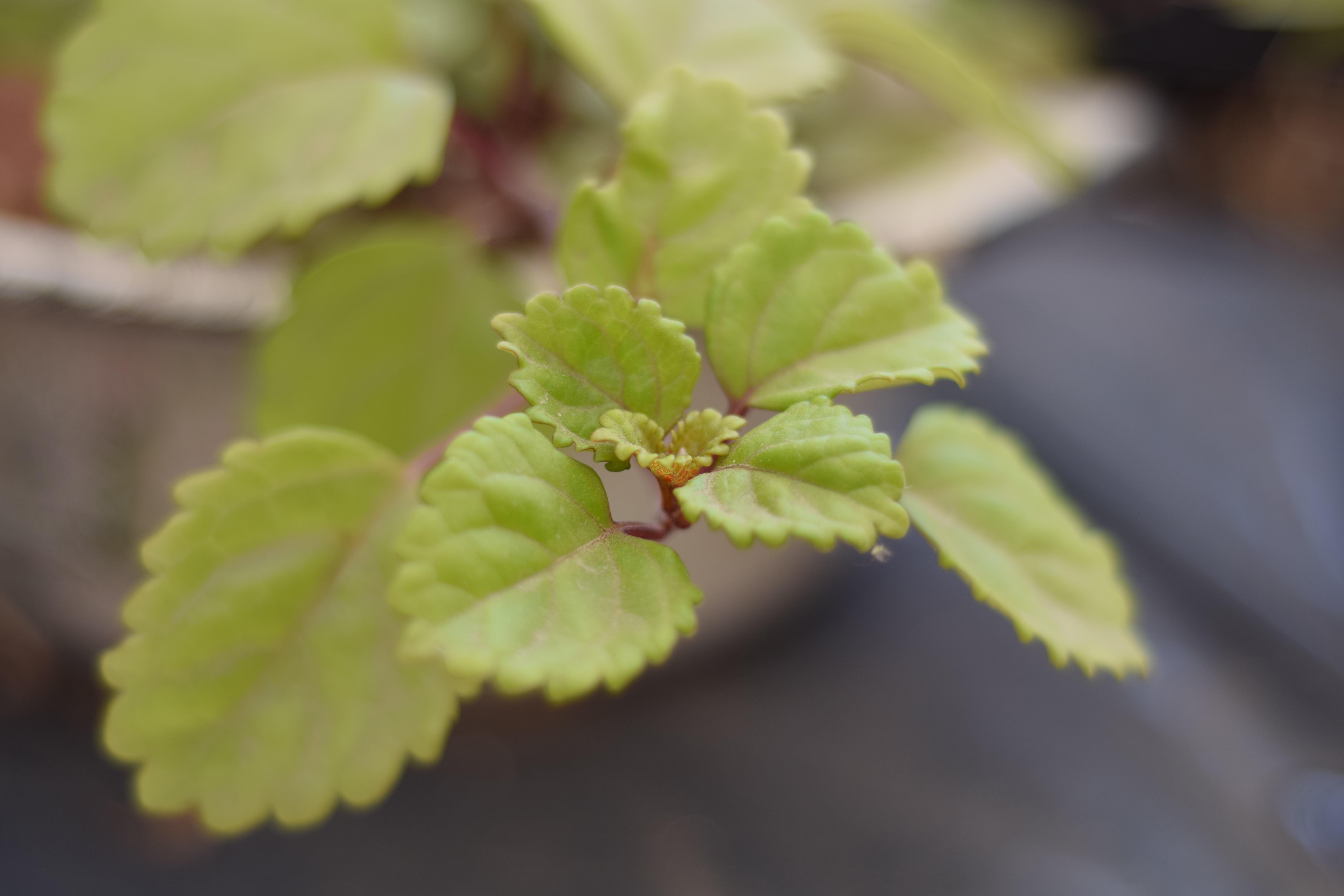 leaves, green color, food, plant, plant part, no people, food and drink, macro, growth, day, leaf, vulnerability, green, outdoors, freshness, light green, HD Wallpaper