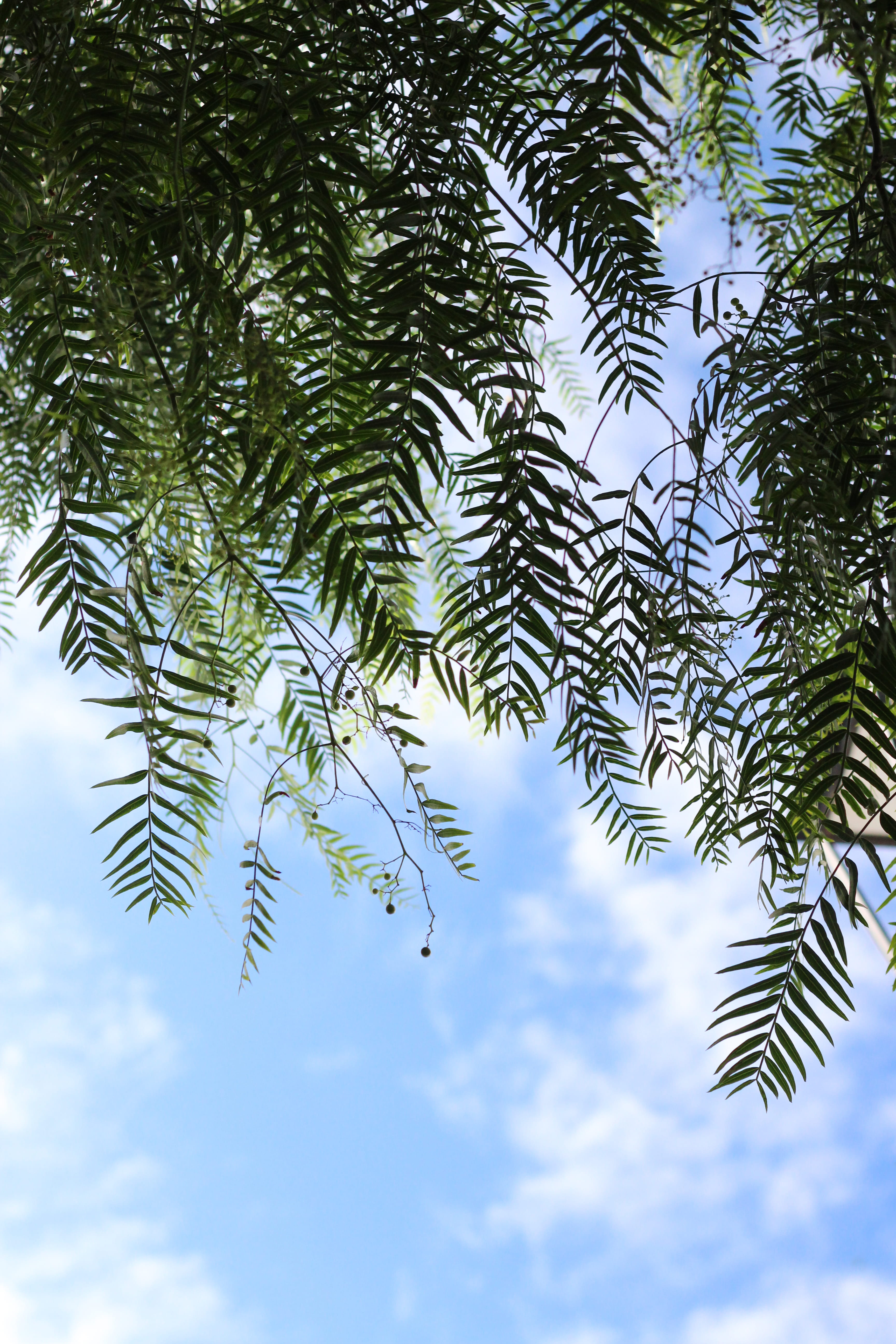 lanzarote, plant part, trees, no people, pine tree, growth, coniferous tree, canaries, green color, nature, cloud - sky, leaf, leaves, photo, 5K, plant, Phone HD Wallpaper