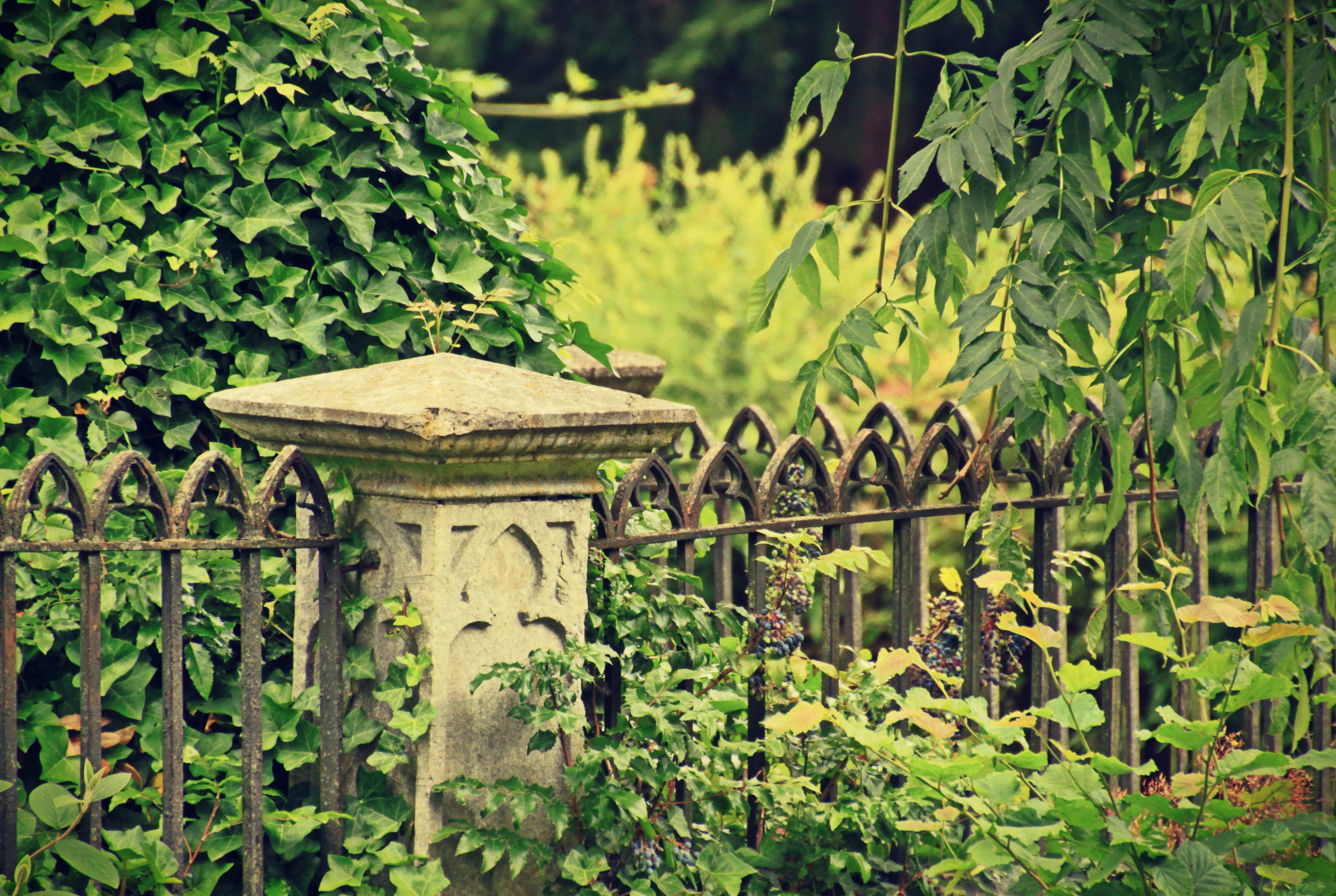 tombstone, leaf, woman, stone base, growth, metal fence, no people, symbolism, green color, ivy, commemorate, sculpture, fence, old, faith, nature, mourning, HD Wallpaper