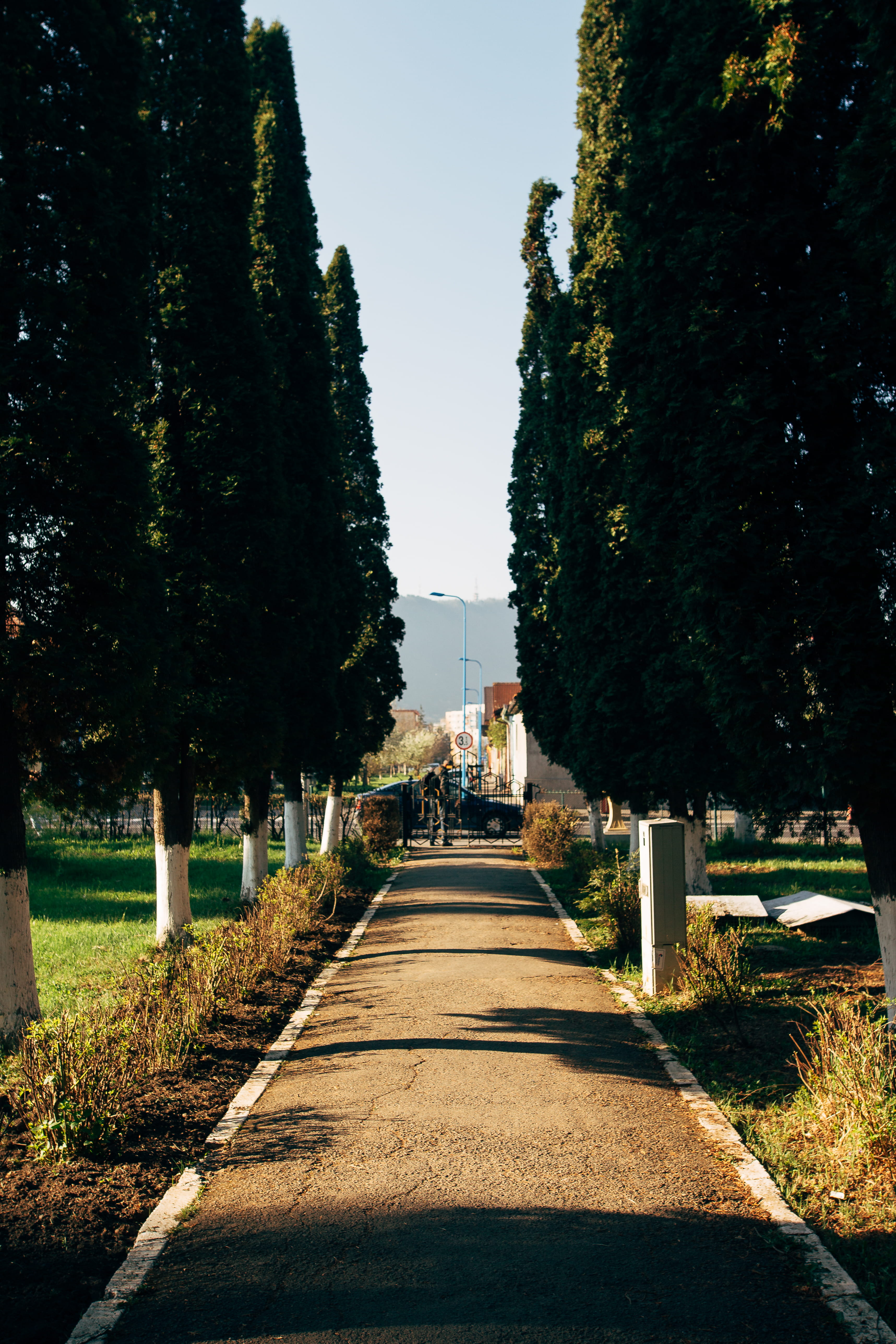 steeple, transportation, sunlight, footpath, the way forward, growth, sky, tree, no people, architecture, building exterior, built structure, abies, treelined, Phone HD Wallpaper