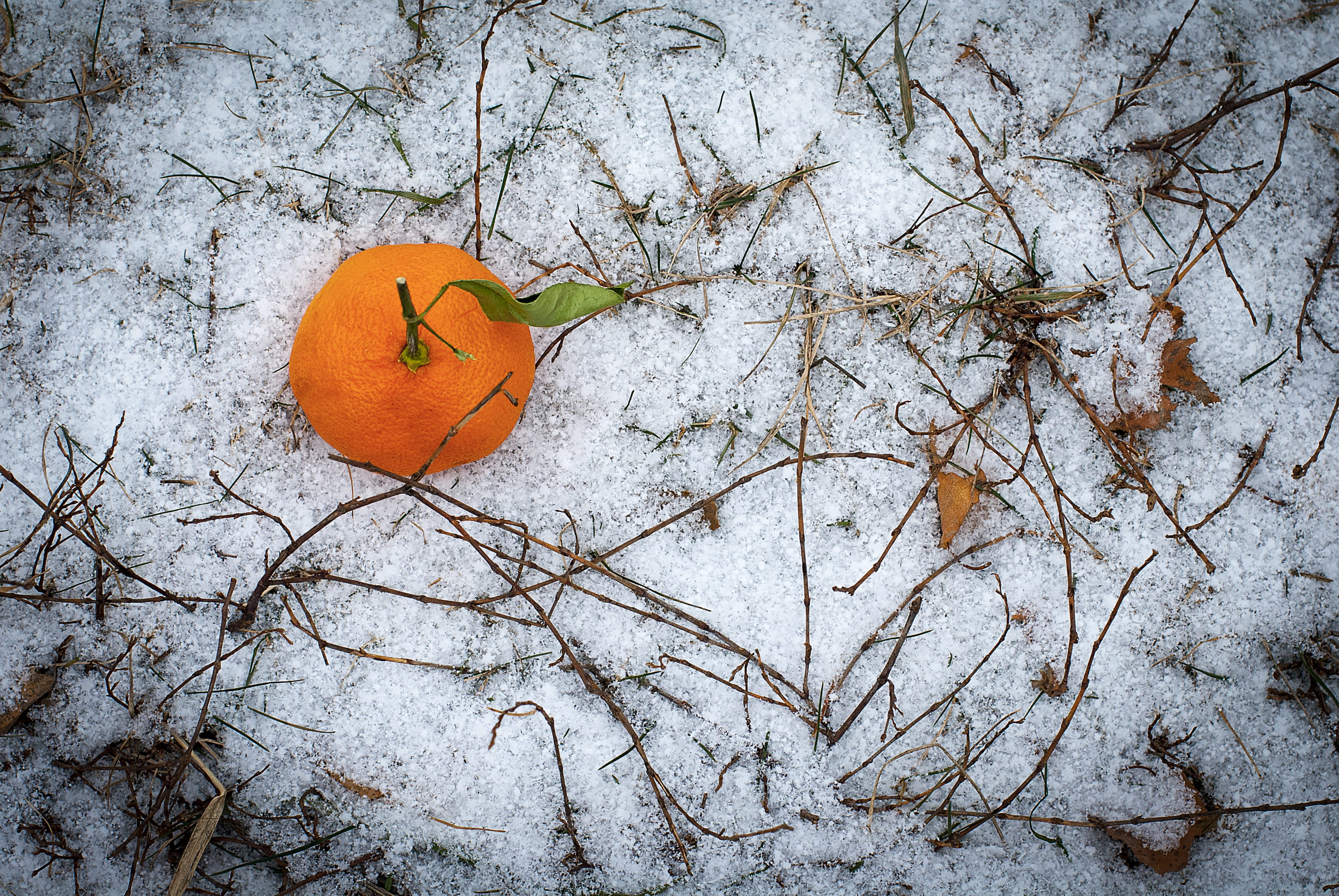 white, outdoors, close-up, outdoor, branch, leaves, plant, dry, ripe, citrus, background, first snow, leaf, orange, citrus fruit, season, tree, tangerine, HD Wallpaper