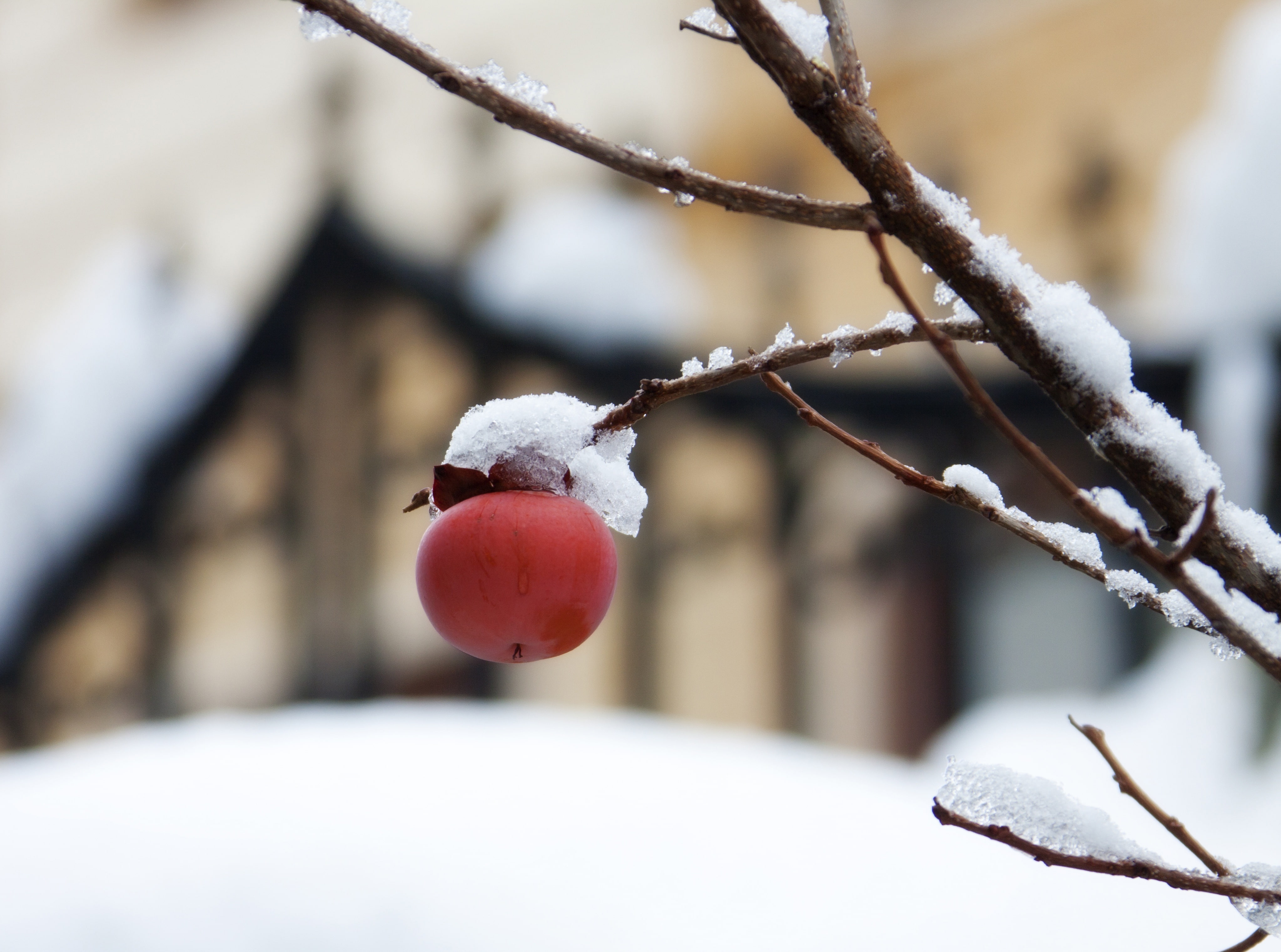 round, first, white color, food and drink, Seasons, branch, no people, Winter, tree, frozen, Branches, day, food, twig, red, 4K, ice, rose hip, focus on foreground, HD Wallpaper