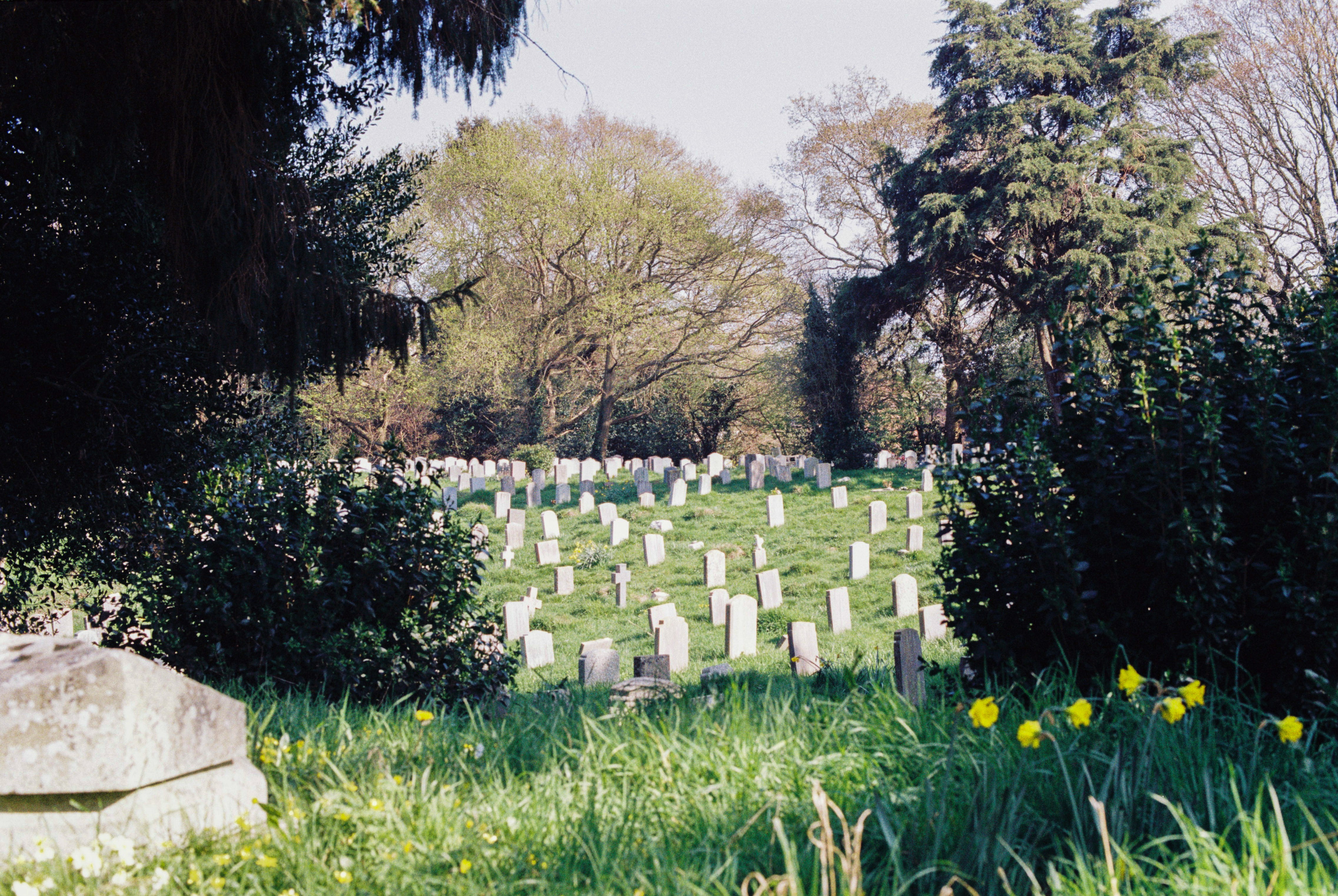 religion, tombstone, 4K, sadness, film photo, green color, tomb, conifer, no people, green, abies, memorial, cemetery, photography, nature, film scan, HD Wallpaper