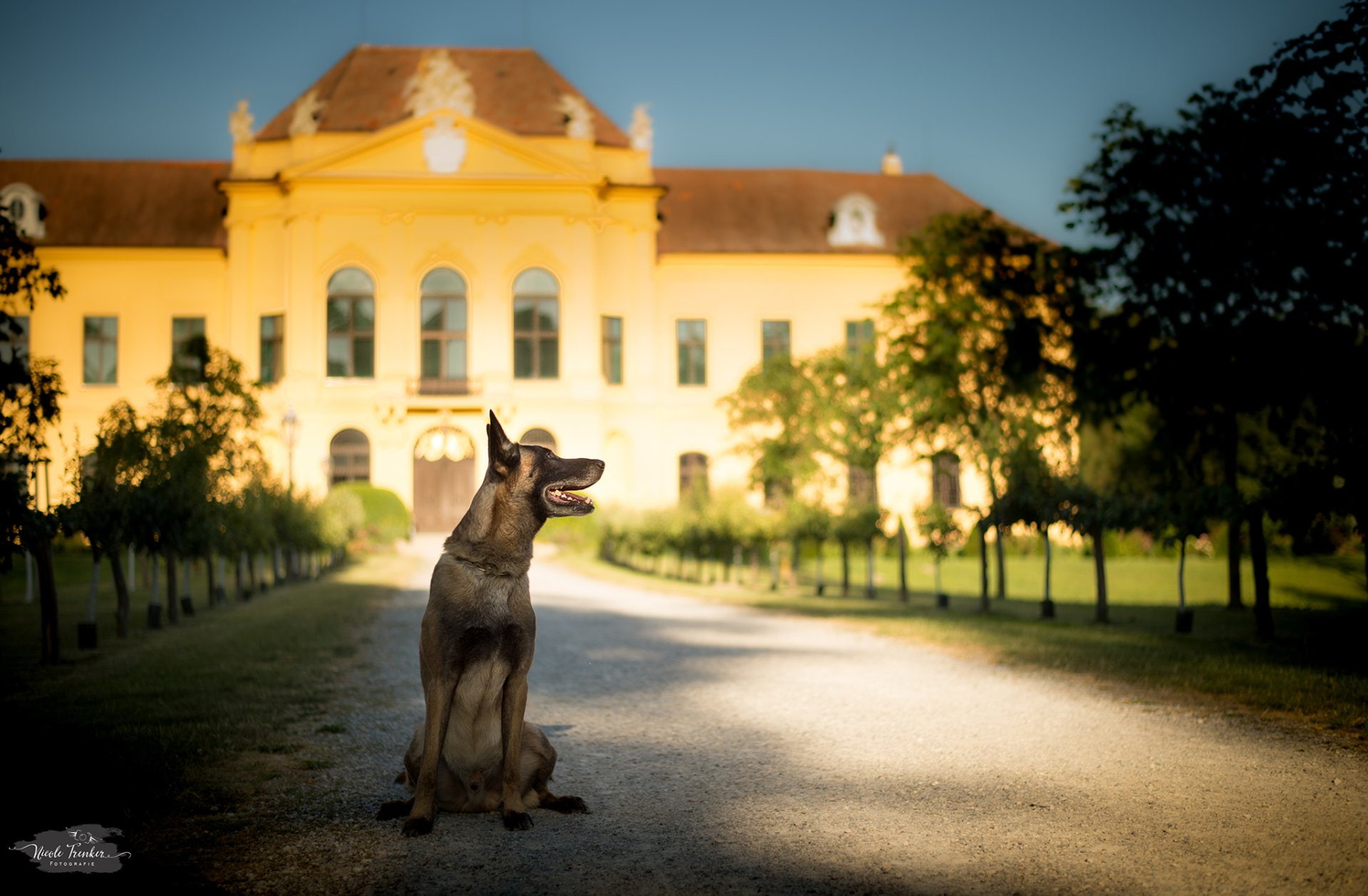Belgian Malinois, 1080P, Dogs, HD Wallpaper