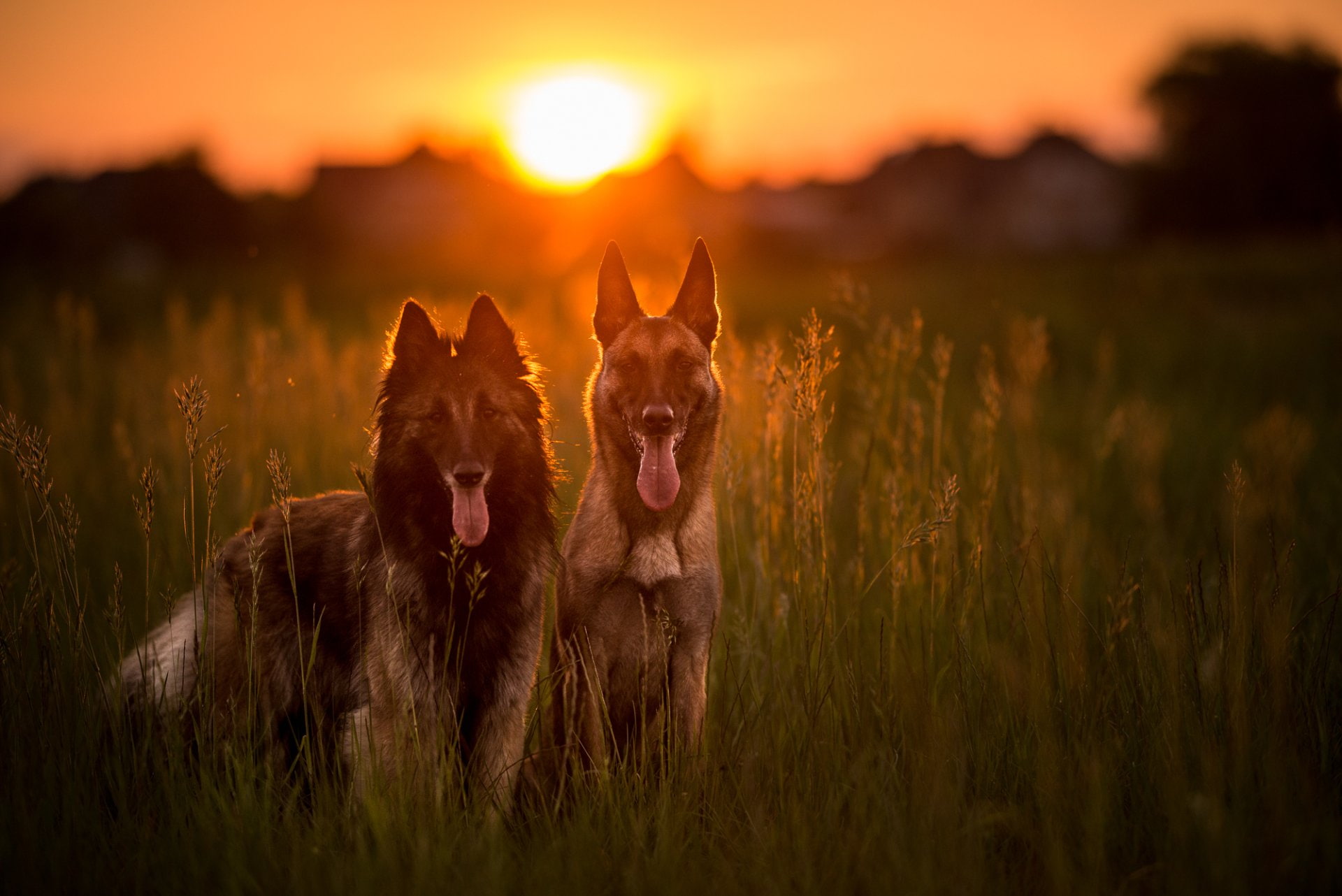 Belgian Malinois, Pet, Dog, 1080P, Dogs, HD Wallpaper