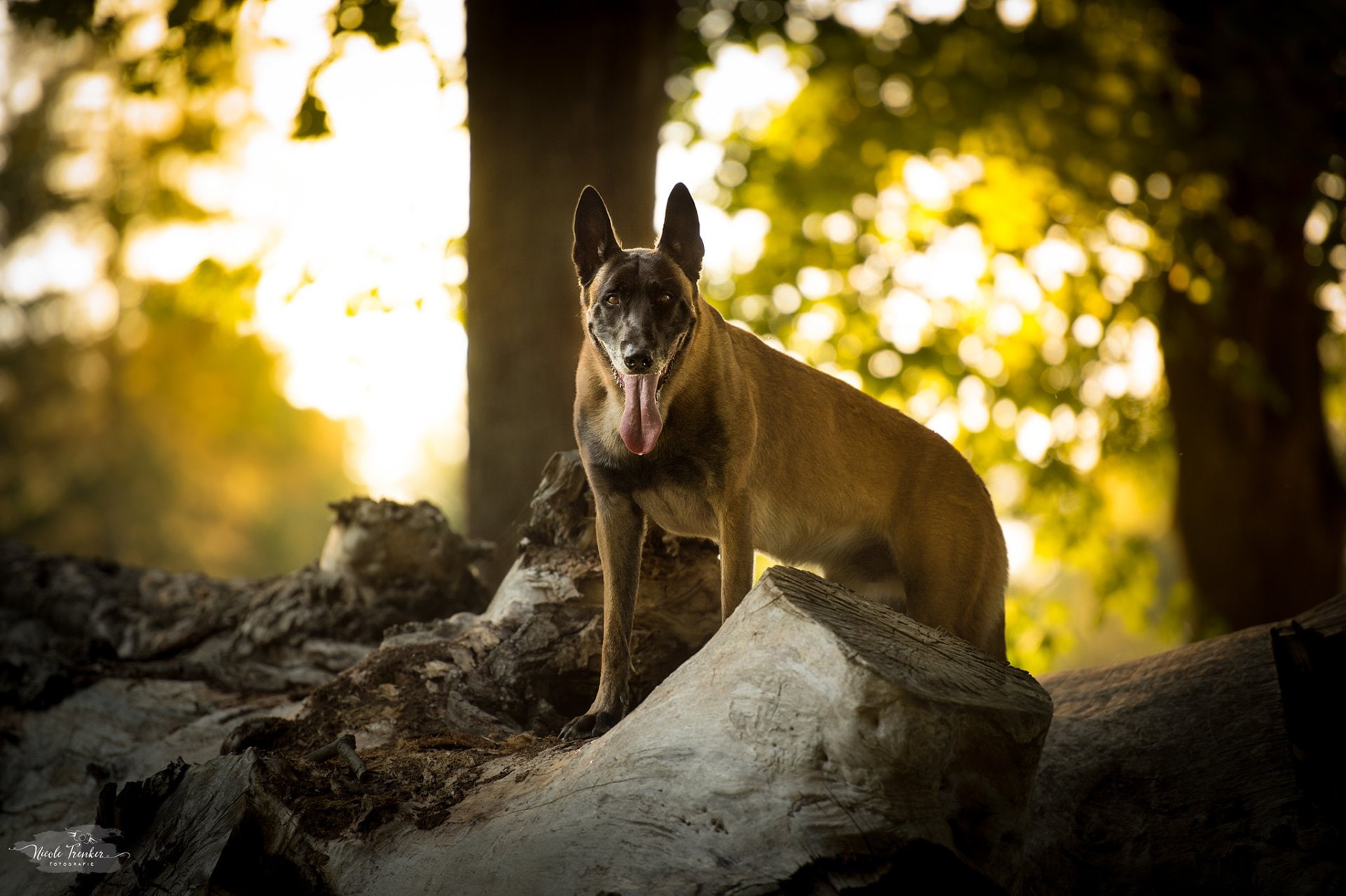 Dogs, 1080P, Belgian Malinois, HD Wallpaper