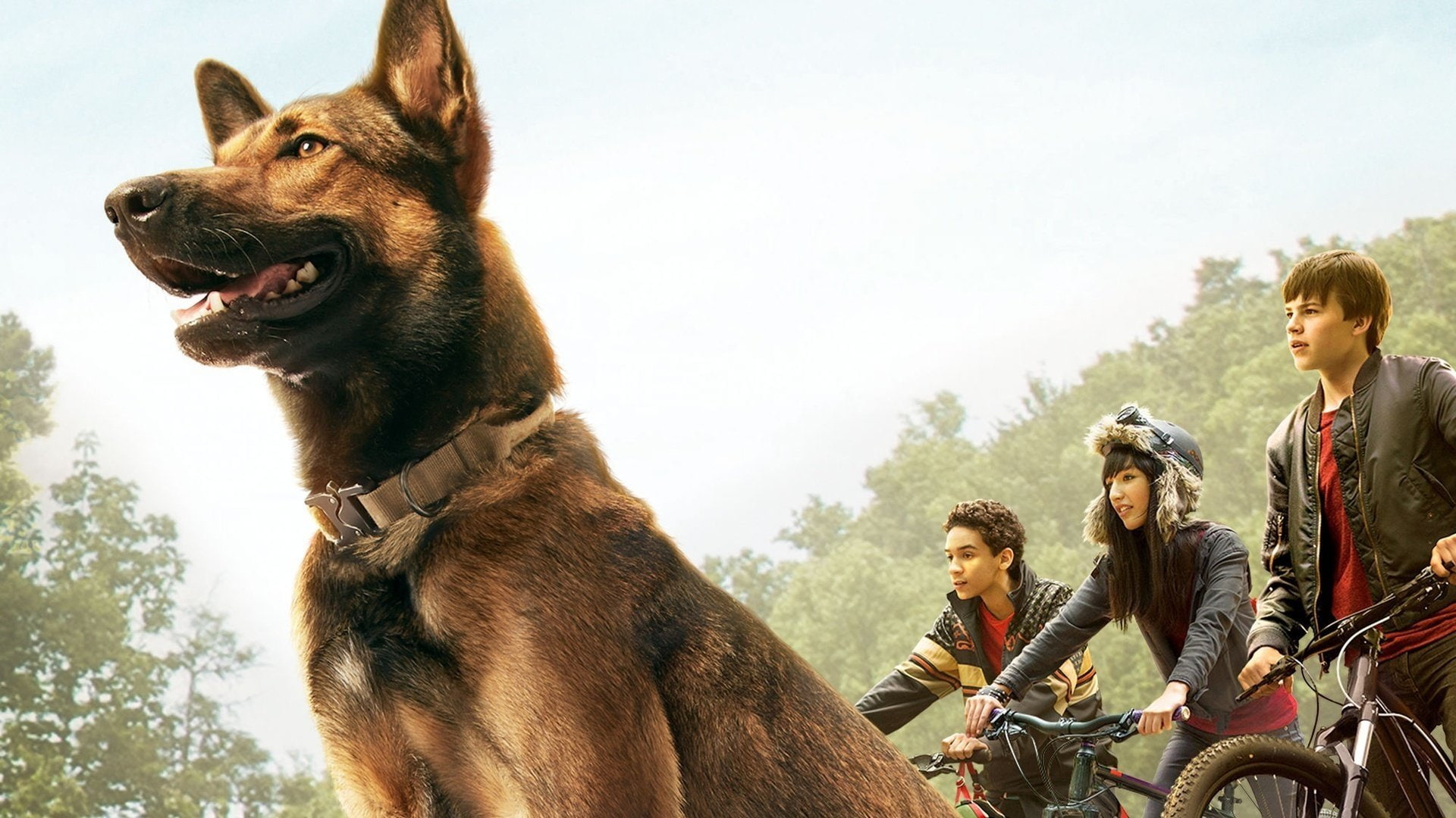 Belgian Malinois, 1080P, Max, Movie, Dog, HD Wallpaper