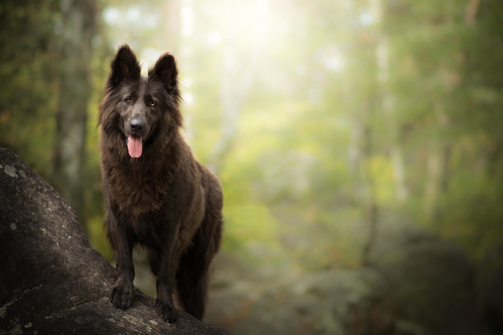 Groenendael, Pet, Depth Of Field, Belgian Shepherd, 1080P, Dog, Animal, HD Wallpaper
