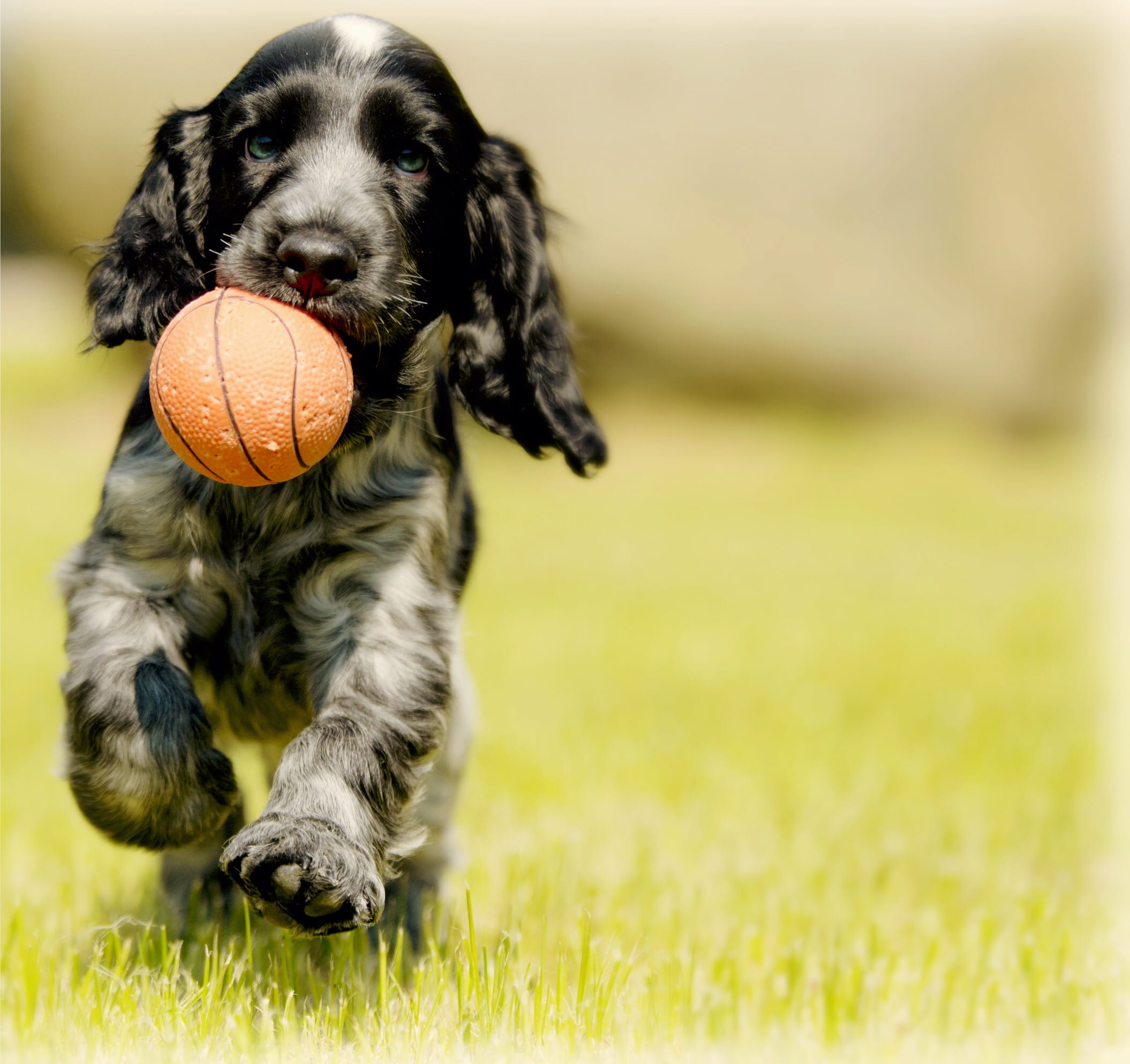 sport, black, animal, plant, running, grass, biting, one animal, pet, red, canine, puppy, setter, carry, day, 1080P, outdoors, domestic, domestic animals, HD Wallpaper