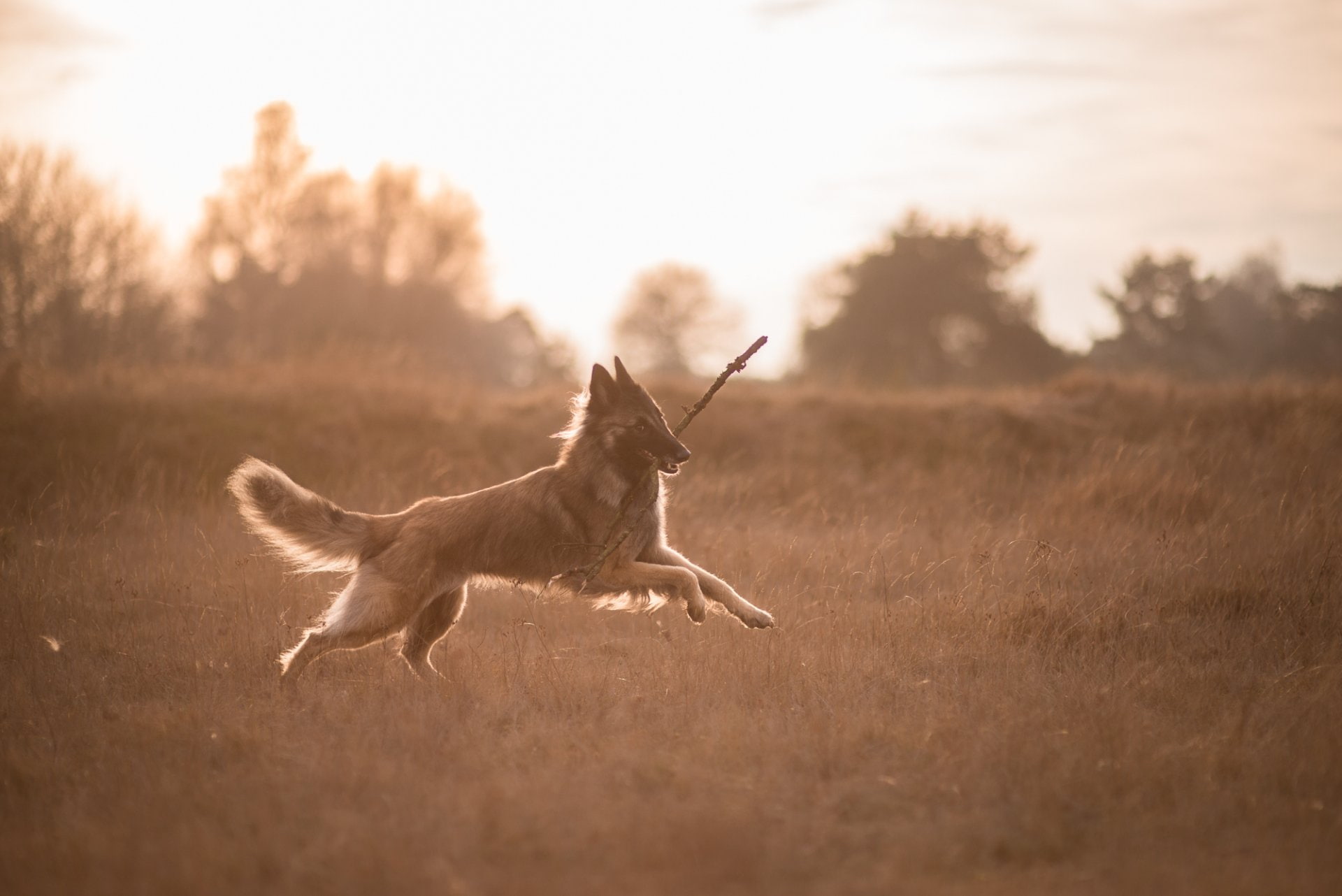 Animal, Belgian Shepherd, 1080P, Dog, Pet, Tervuren, HD Wallpaper
