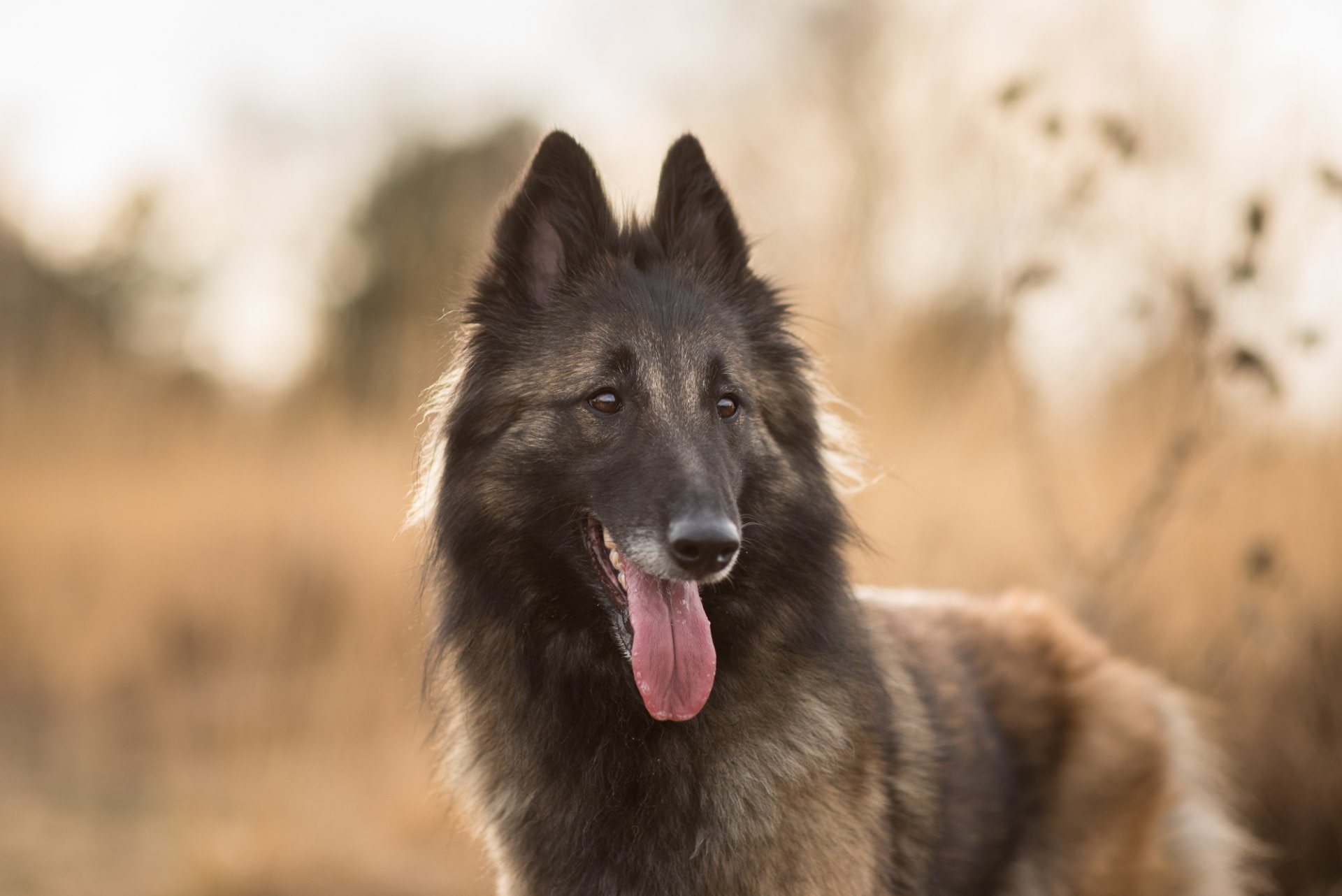 Belgian Shepherd, Pet, 1080P, Animal, Tervuren, Dog, HD Wallpaper