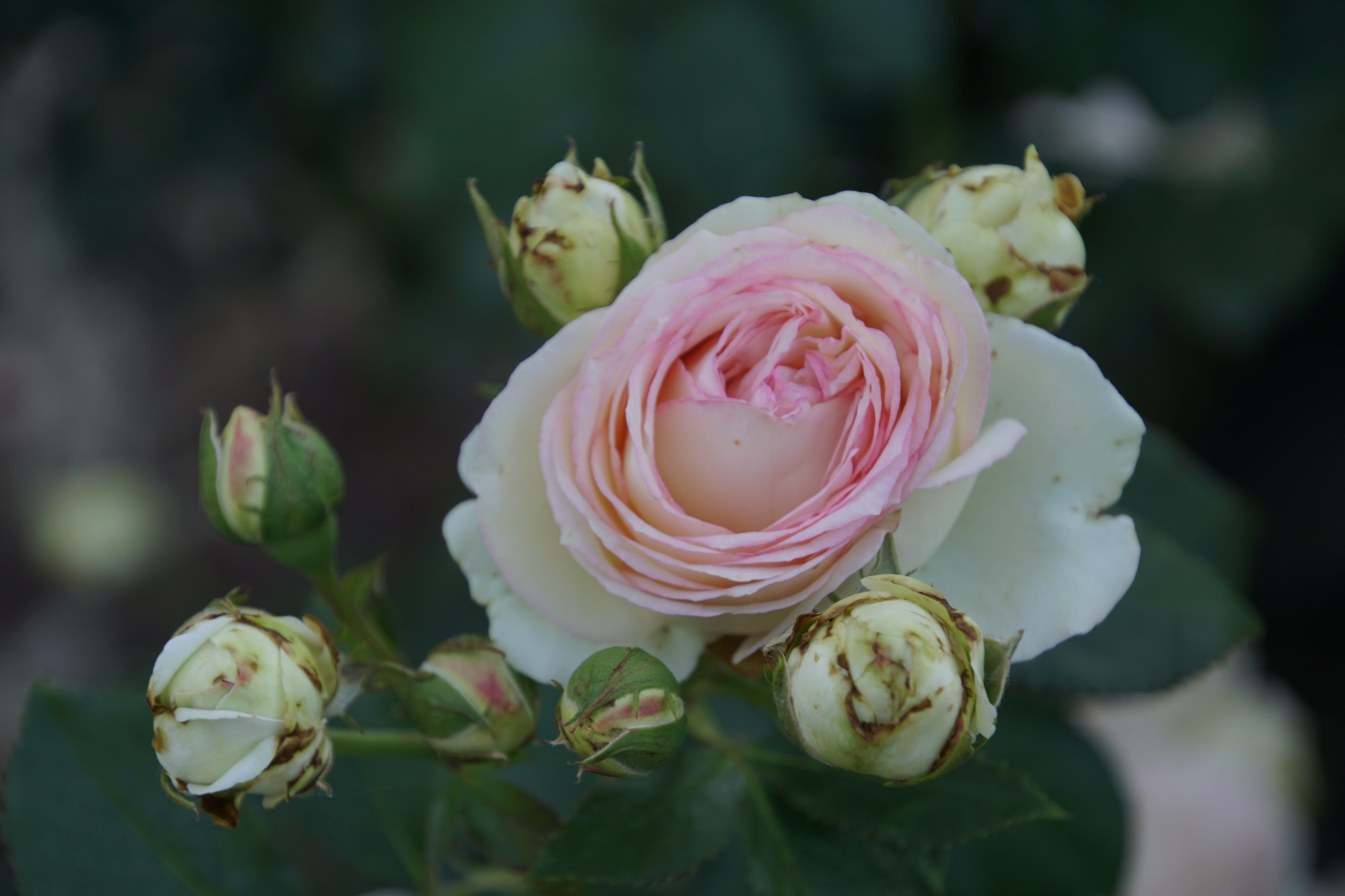 White, spring colours, rose - flower, bouquet, growth, macro photography, inflorescence, flower arrangement, green, flowering plant, 5K, form, rose breeding, HD Wallpaper