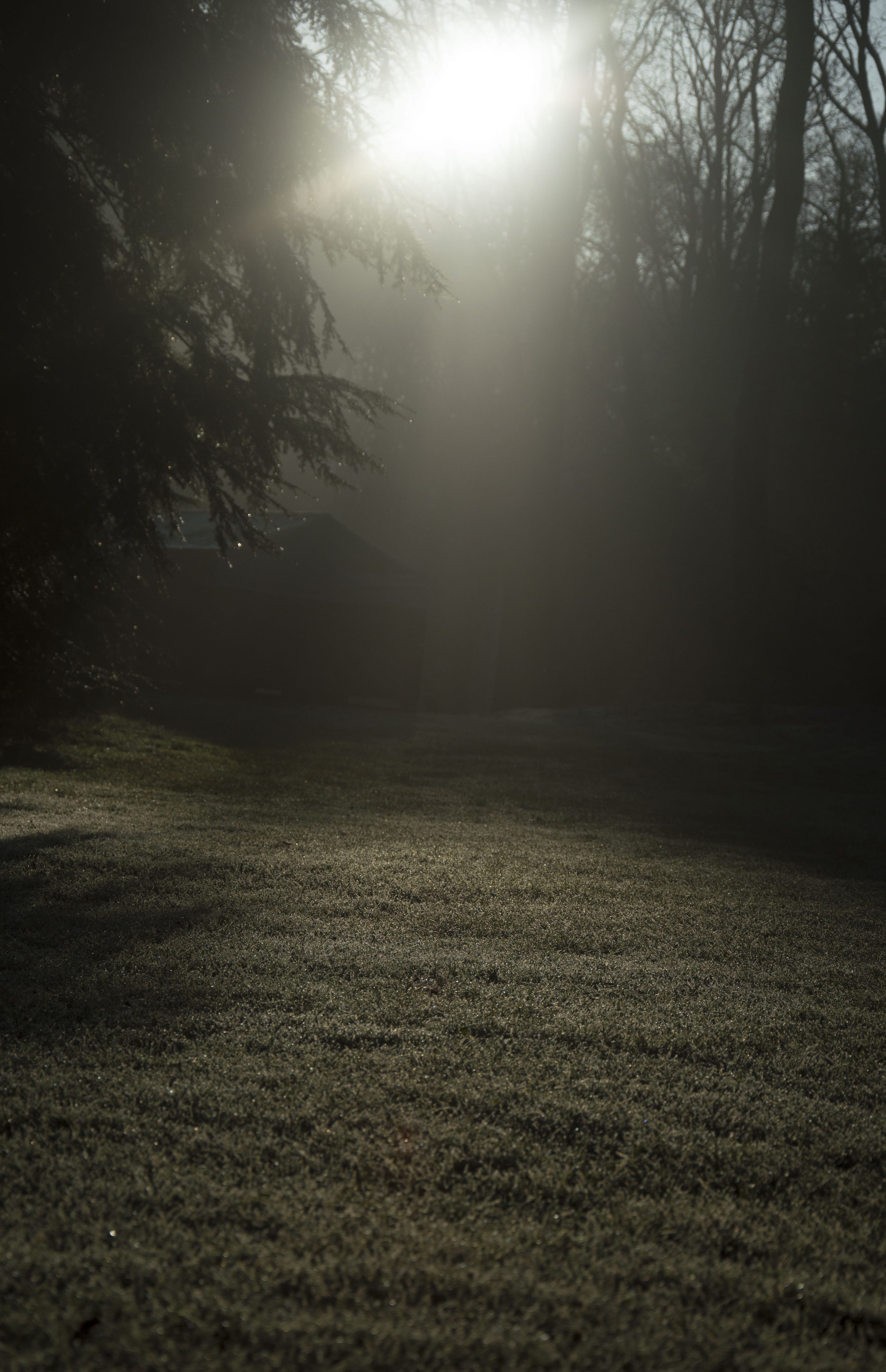 sunlight, grass, kröller müller, 5K, veluwe, no people, day, tranquility, land, fog, environment, forest, growth, otterlo, tranquil scene, non-urban scene, Phone HD Wallpaper