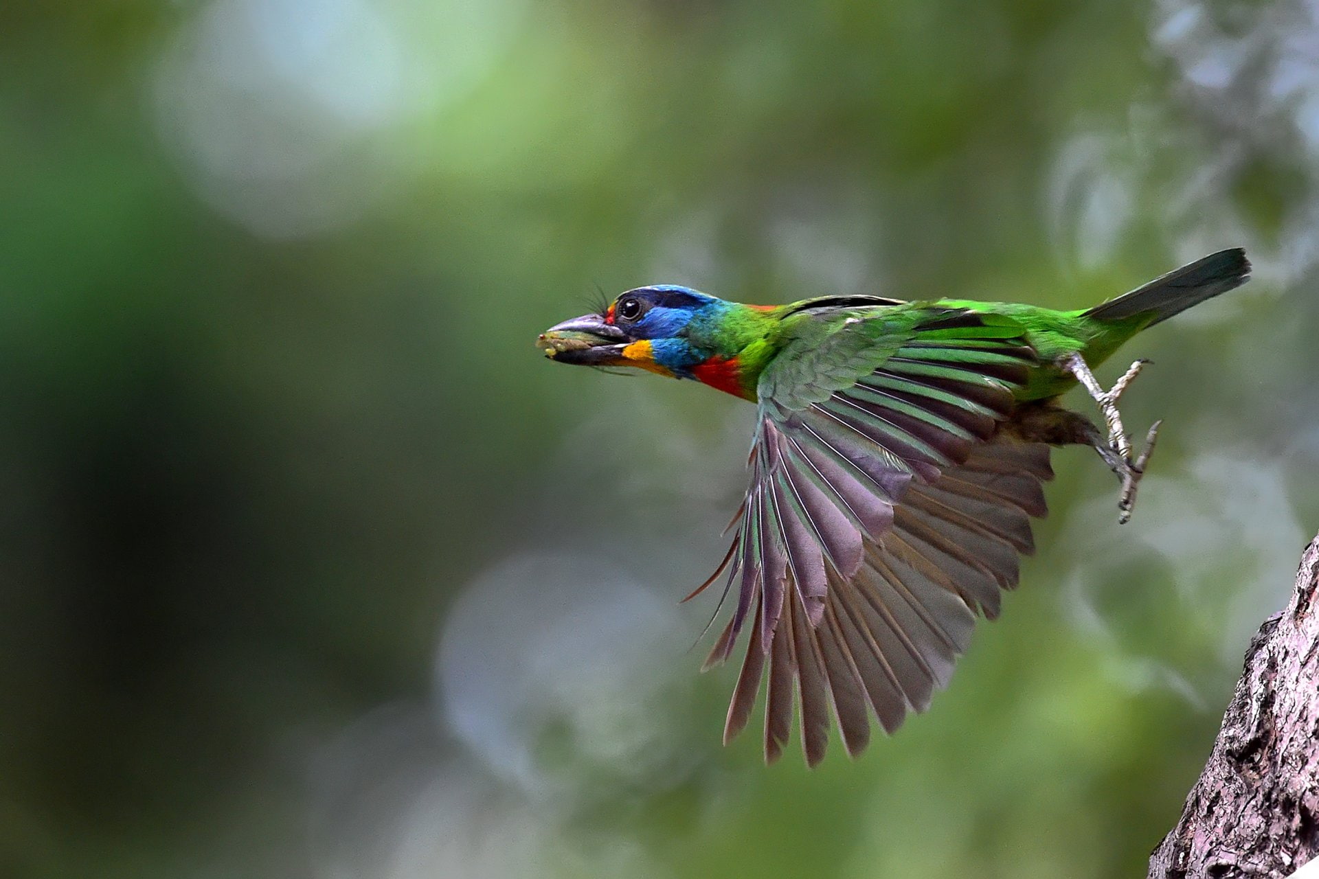 1080P, Birds, Barbet, Bird, Bokeh, Mullers Barbet, Flight, HD Wallpaper