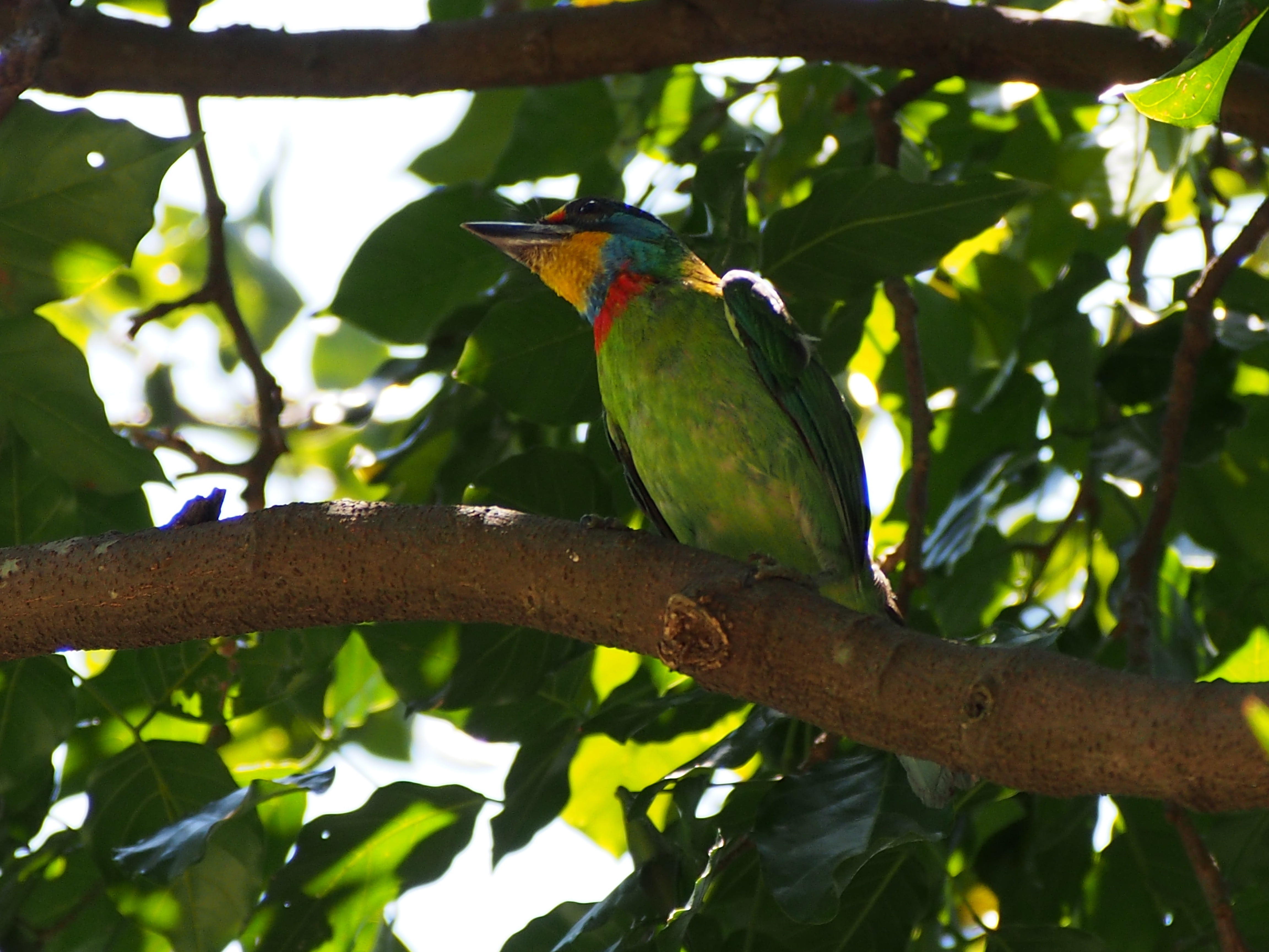 multi Colored, beak, colored birds, wildlife, animal wildlife, outdoors, animal themes, perching, branch, green color, nature, bird, one animal, low angle view, HD Wallpaper