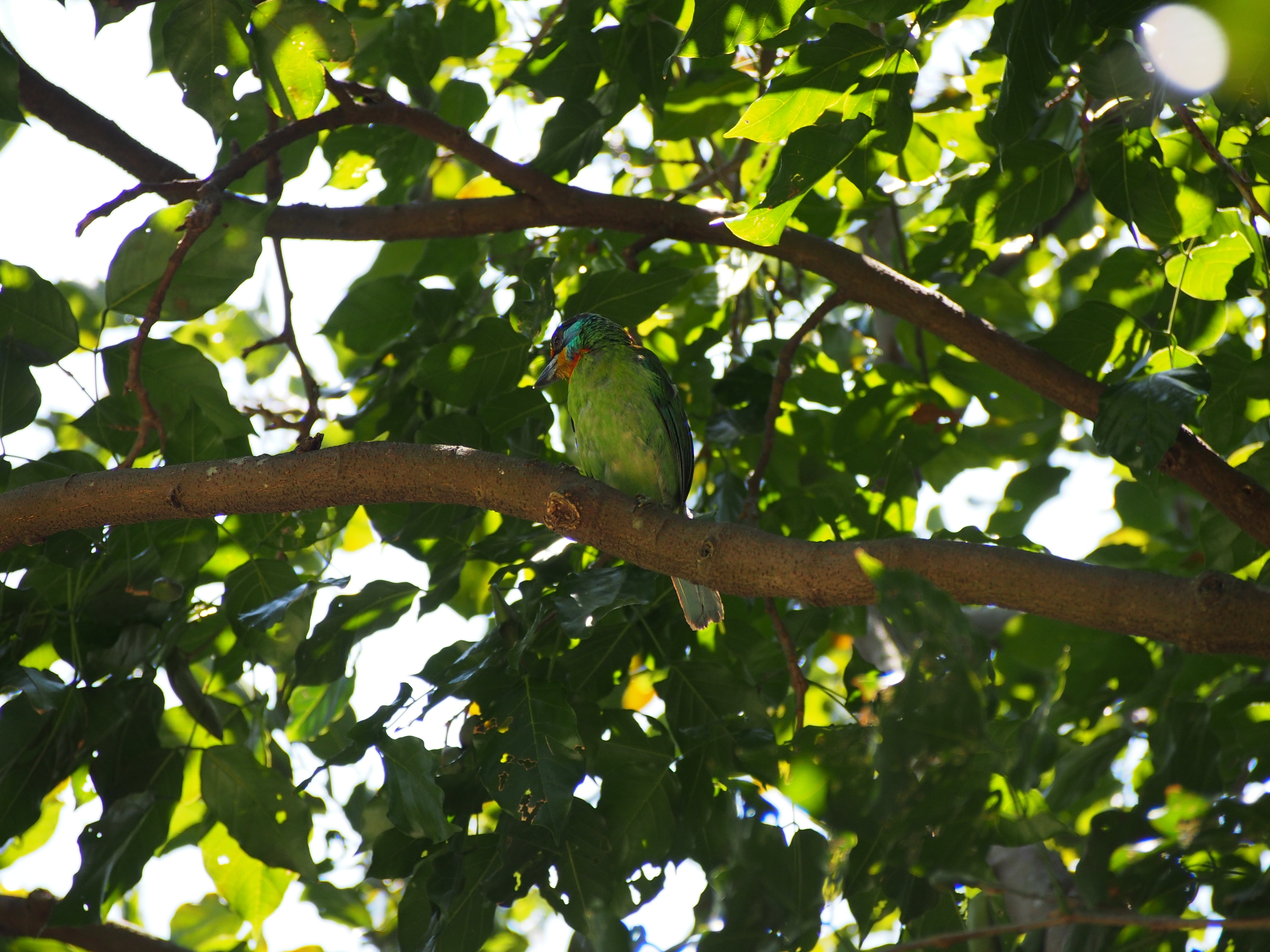 growth, branch, green color, low angle view, outdoors, animal wildlife, nature, quasi woodpecker, 4K, plant, bird, day, colored birds, one animal, tree, HD Wallpaper