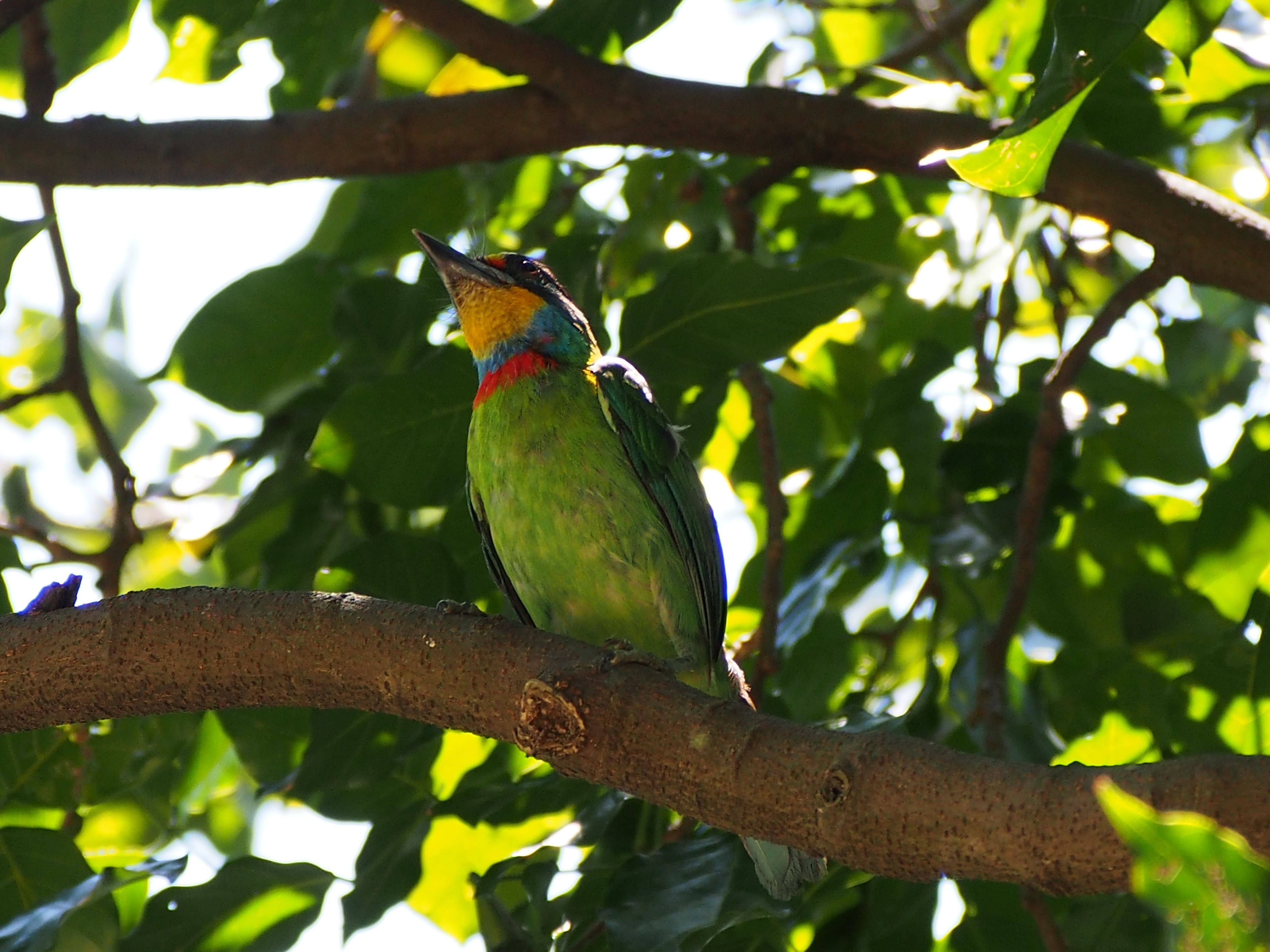 4K, colored birds, no people, day, nature, animal themes, leaf, one animal, vertebrate, low angle view, perching, quasi woodpecker, focus on foreground, HD Wallpaper