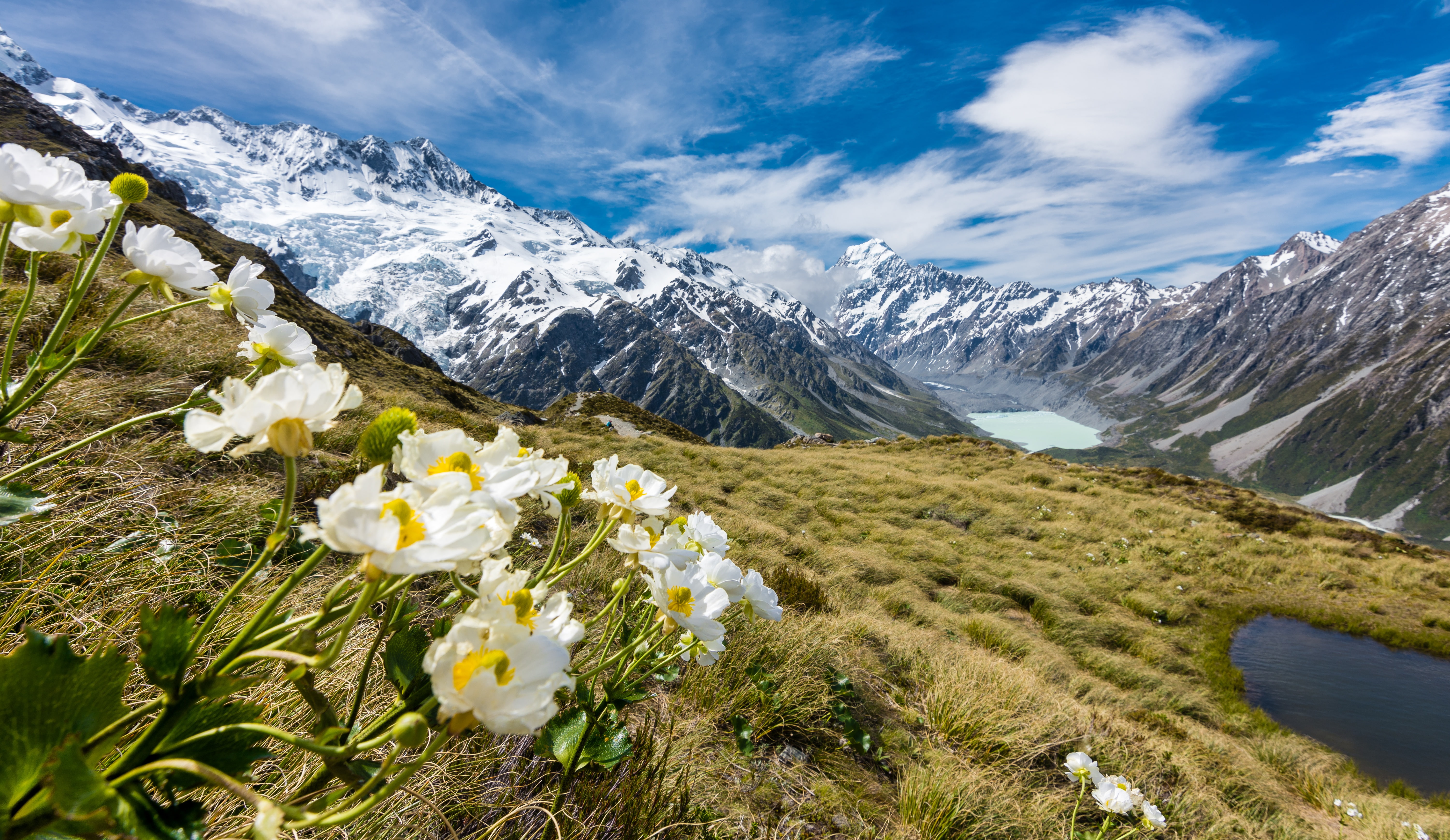 white, Mount Cook, 5K, mountain, 5K, Mueller Glacier, Buttercups, flowers, HD Wallpaper