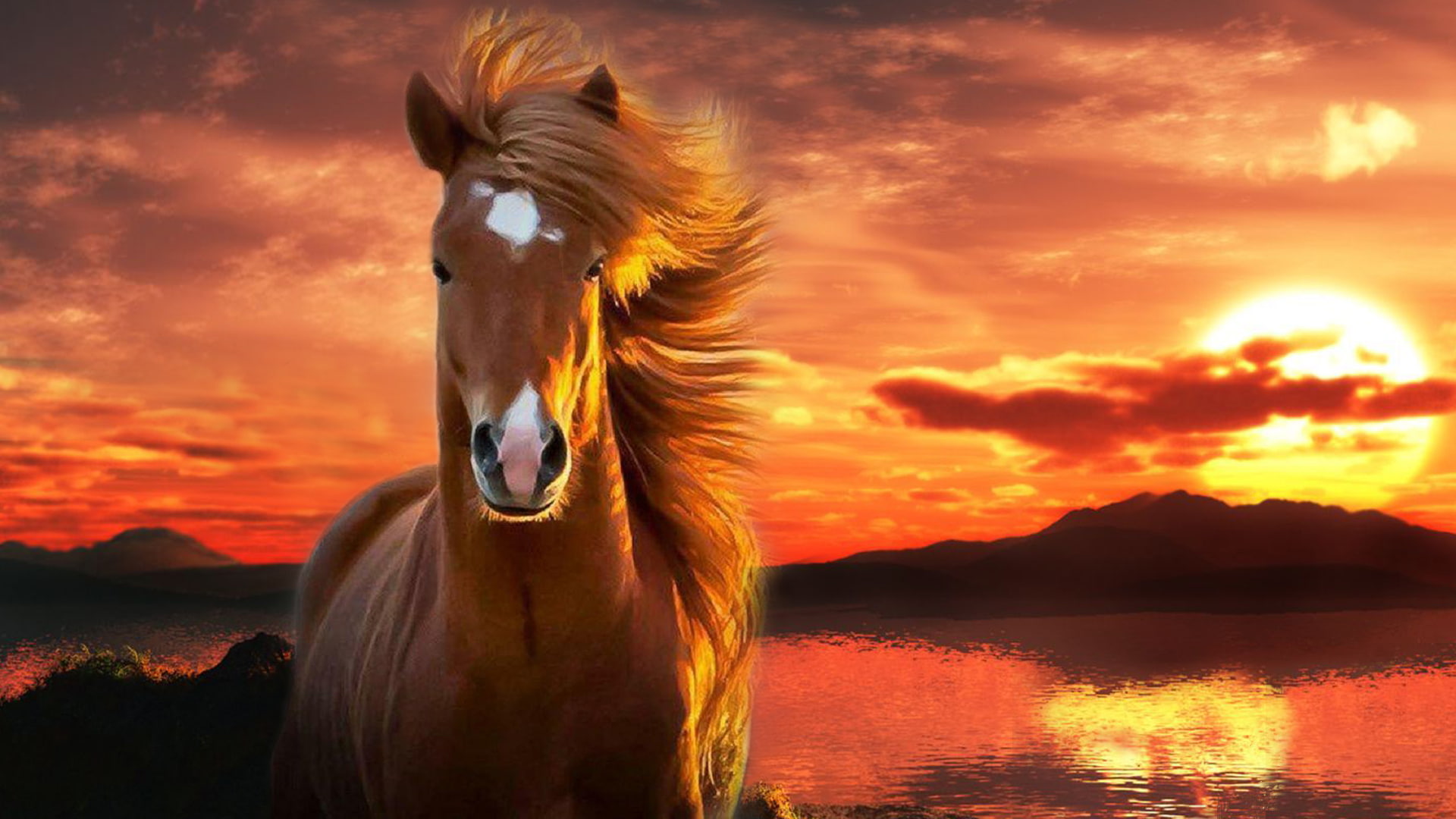 1080P, Animal, Horse, Entropy, HD Wallpaper