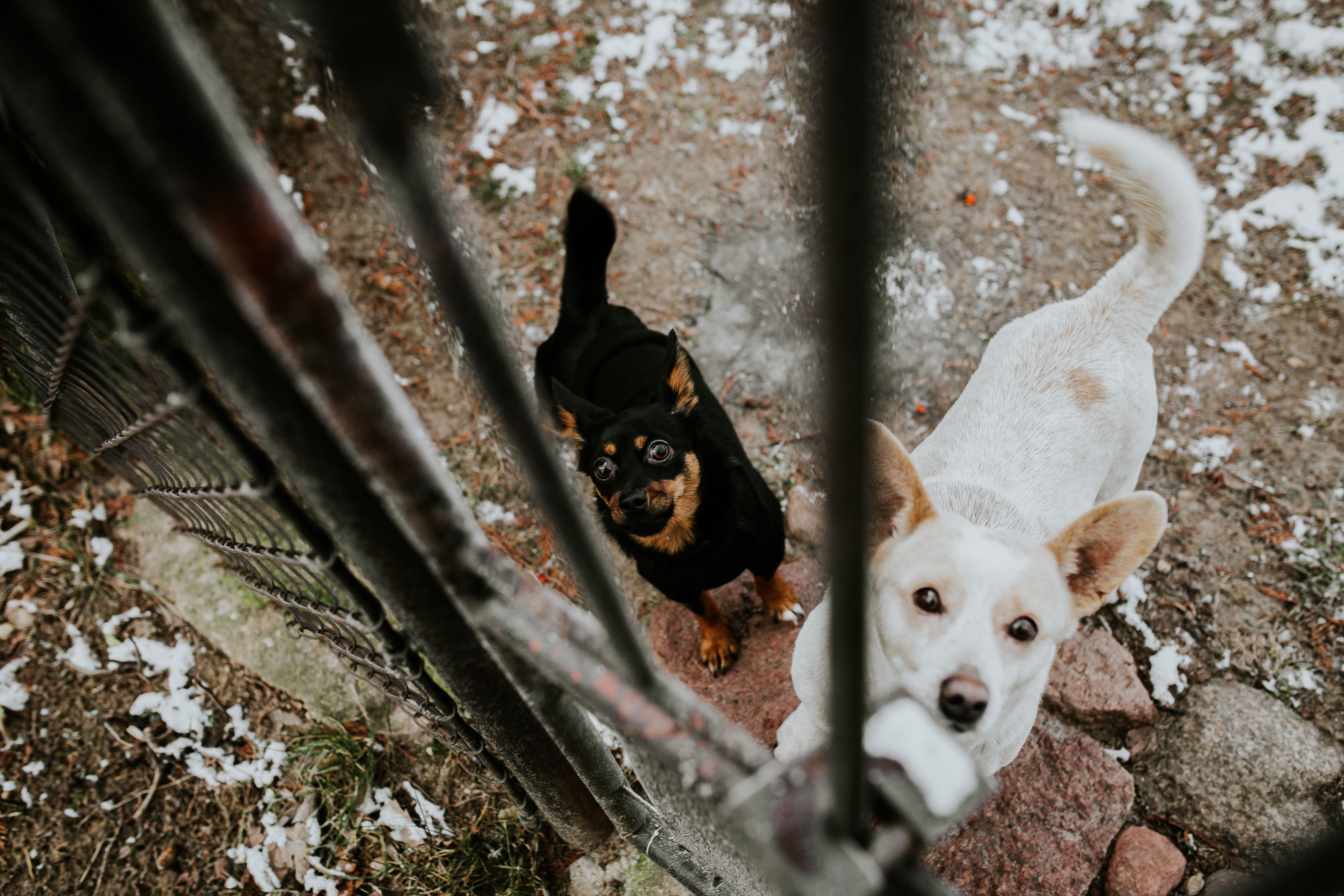 lock, dog, domestic animals, mammal, day, animal, padlock, pets, domestic, behind, portrait, animal themes, bars, Dogs, canine, chihuahua - dog, young animal, HD Wallpaper
