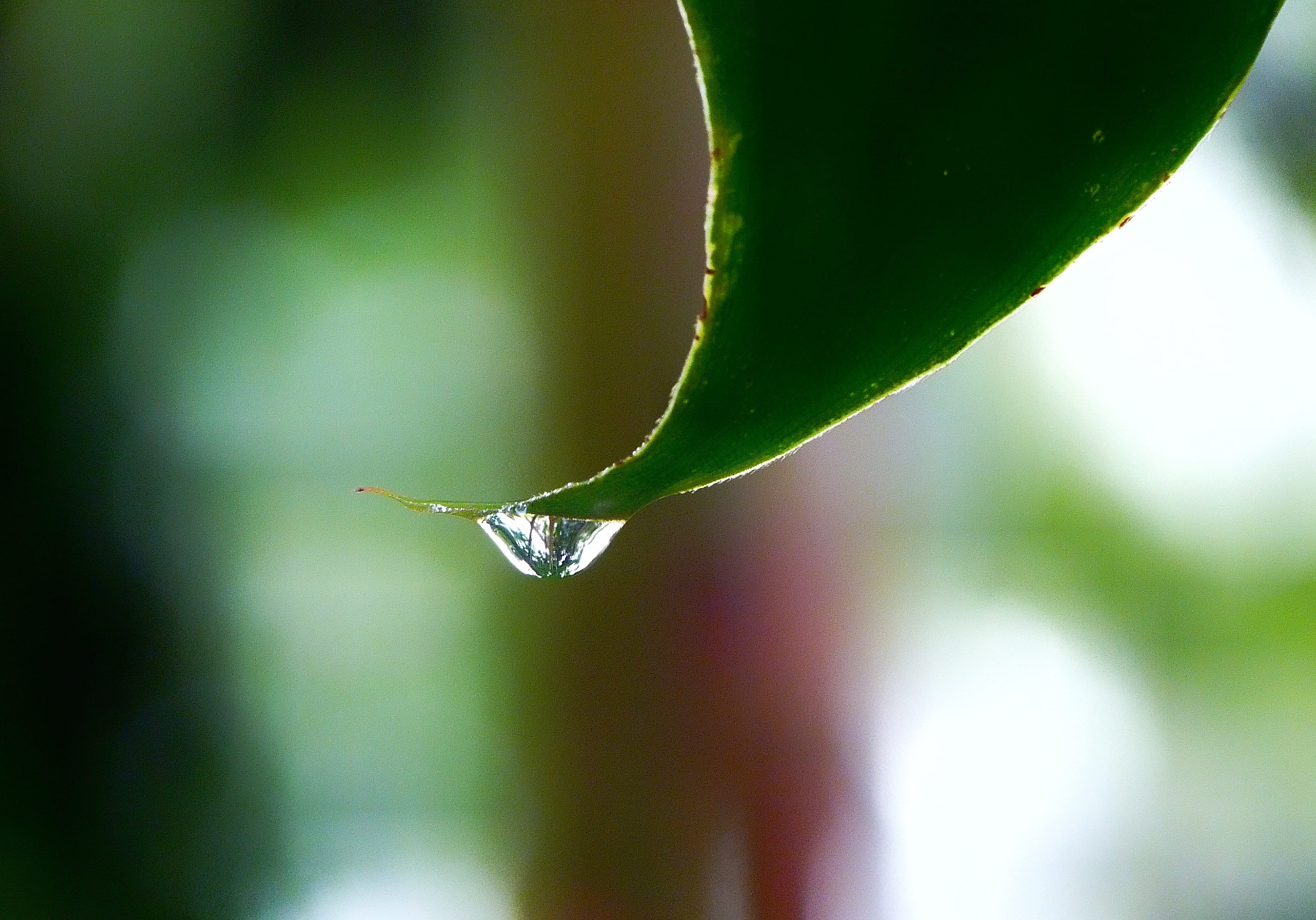 freshness, balance, outdoors, cornwall, 2K, dew, growth, no people, purity, drop, plant, green, liquid, raindrop, eden project, nature, vulnerability, HD Wallpaper