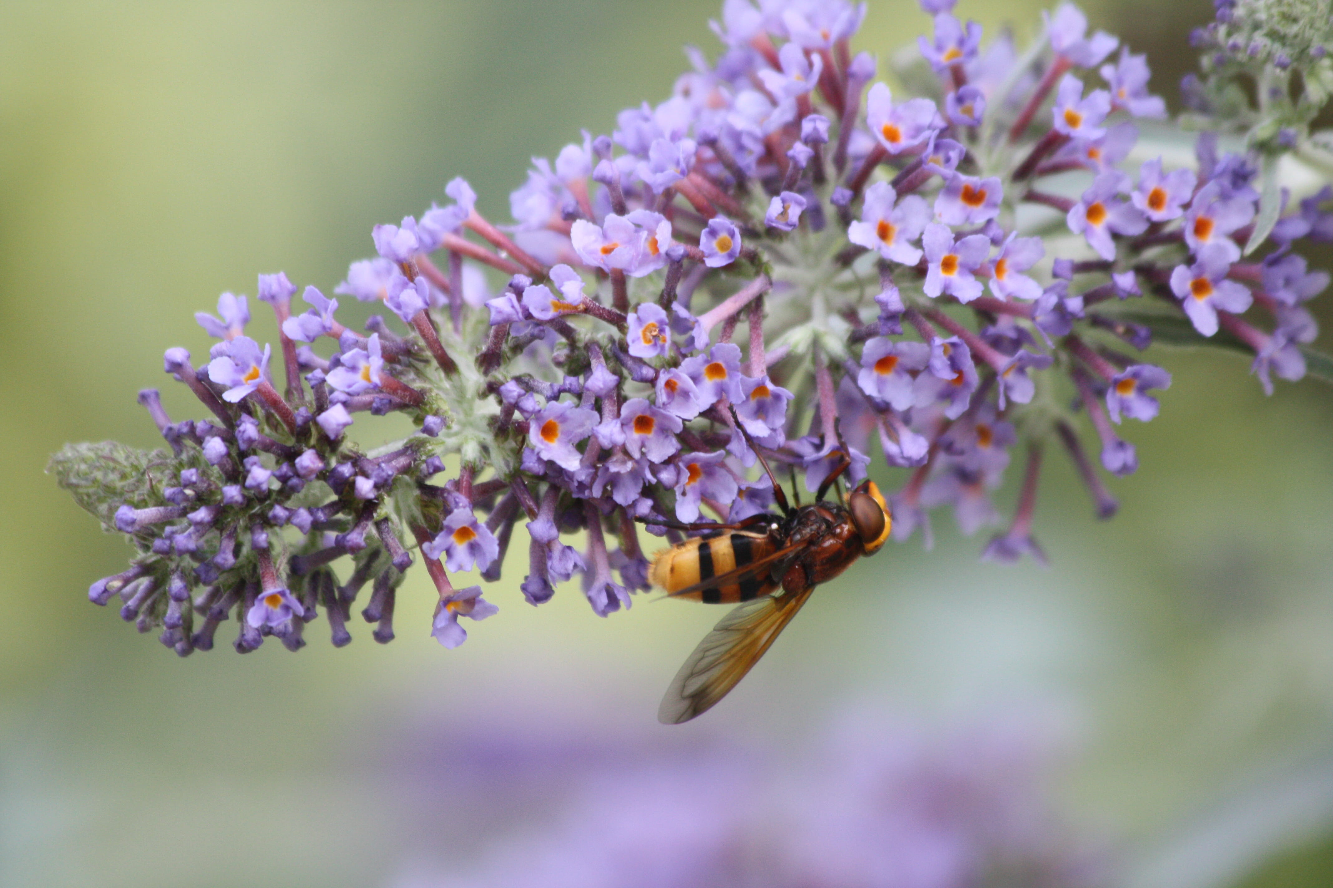 day, pollination, flower, buddleja, no people, vulnerability, par, flowers, pollen, beauty in nature, animal wildlife, bee, buddleia, freshness, animal wing, HD Wallpaper
