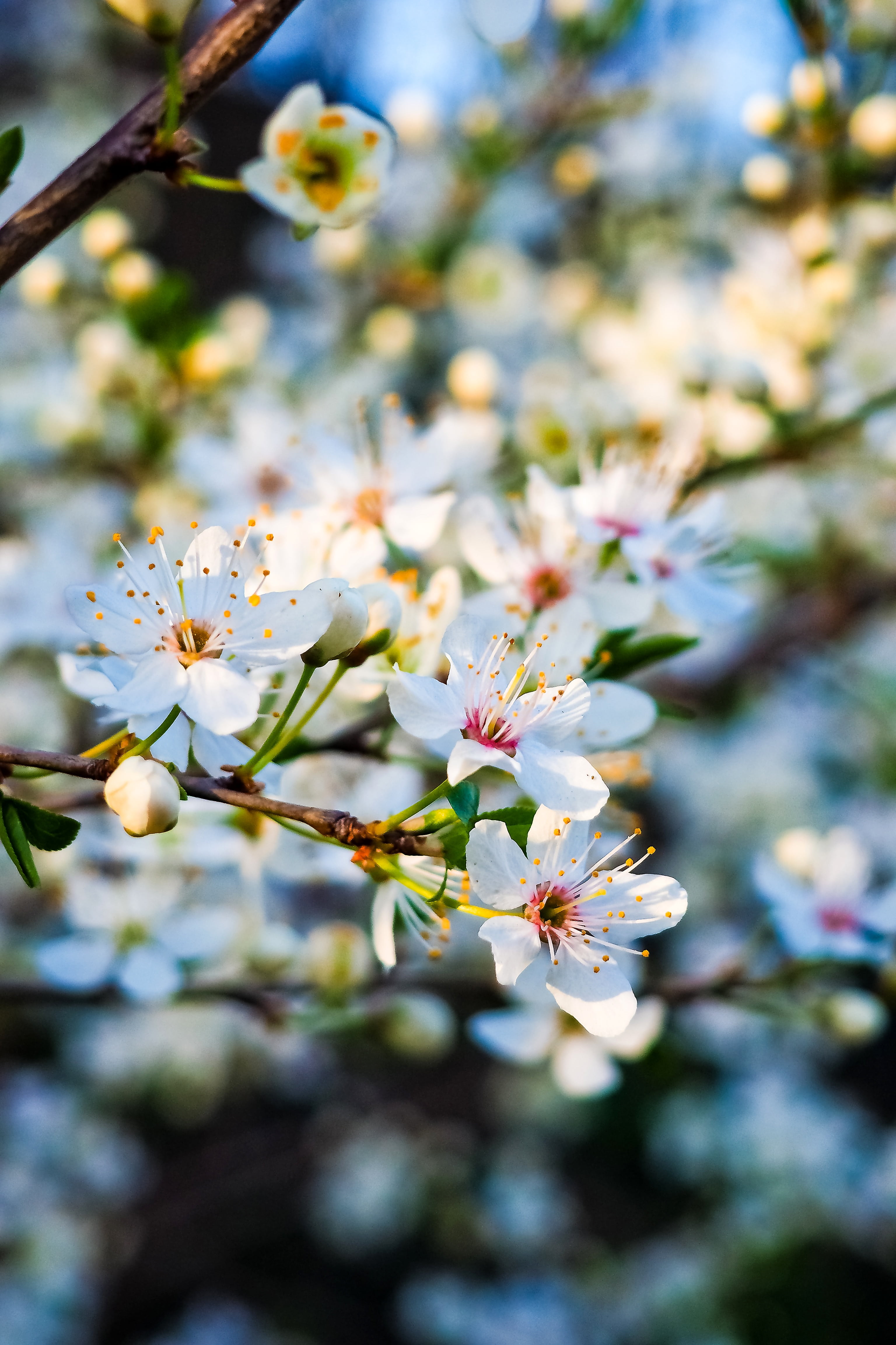 grove, flora, landscape, green, spring awakening, flower head, leaf, outdoors, blossom, close-up, fruits, white, fruit tree, focus on foreground, garden, Phone HD Wallpaper