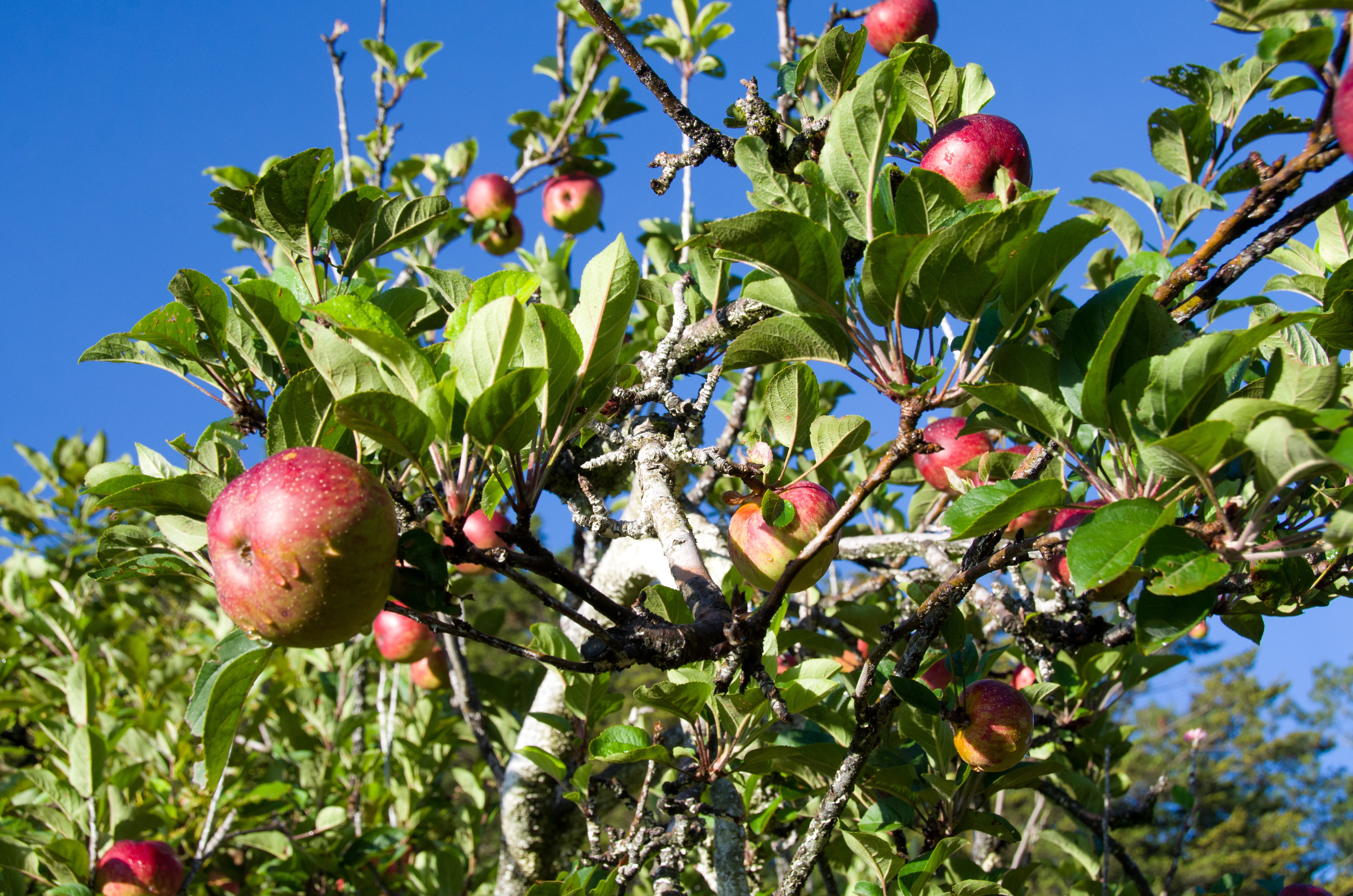 no people, leaf, wellbeing, garden, 4K, fruit, branch, tree, summer, orchard, color, apple, red, fruit tree, ripe, nature, fresh, food and drink, farm, HD Wallpaper