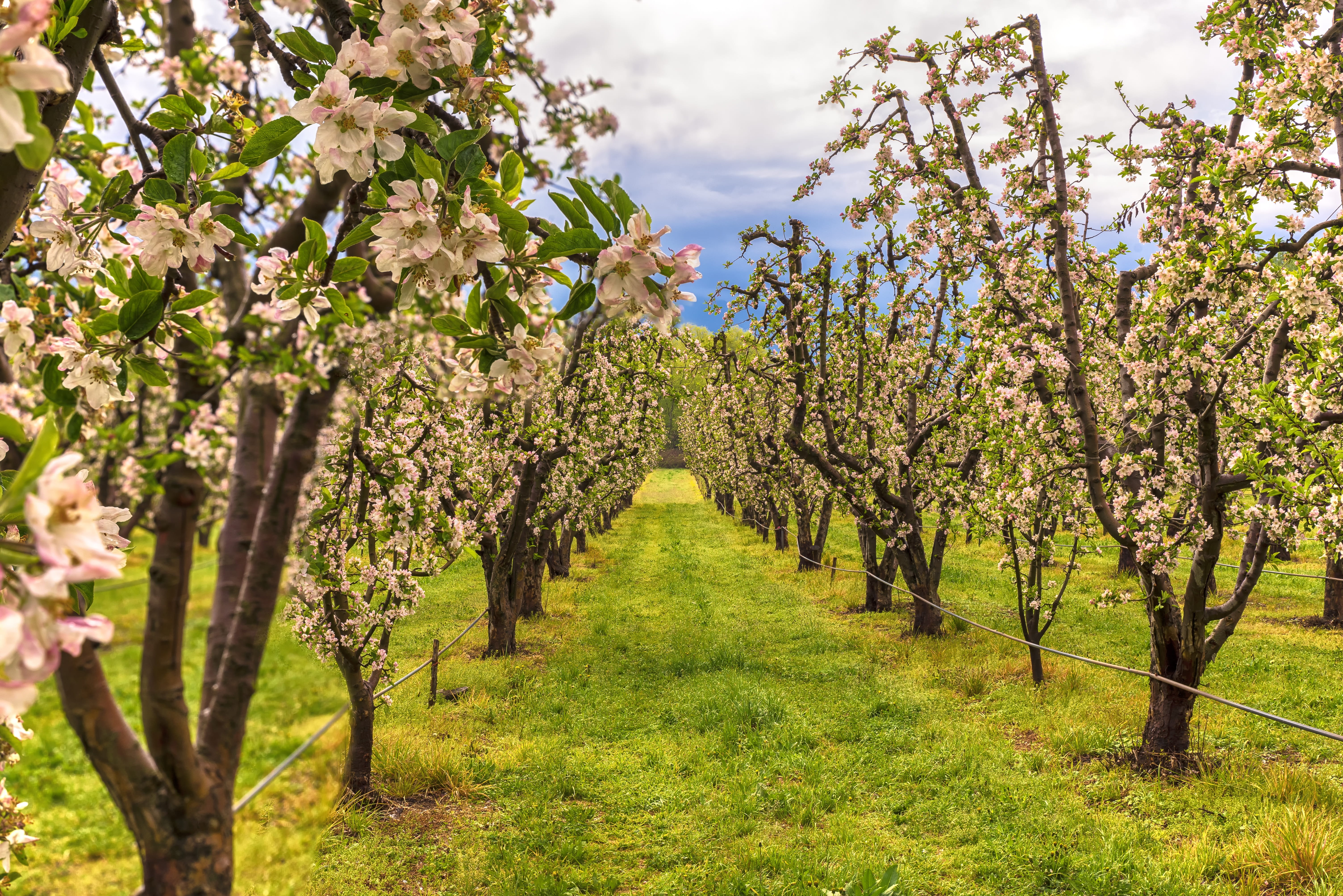 outdoor, ripe, agriculture, kastoria, springtime, beauty in nature, farm, branch, nature, fruit, healthy, vitamins, no people, cloud - sky, field, fresh, HD Wallpaper