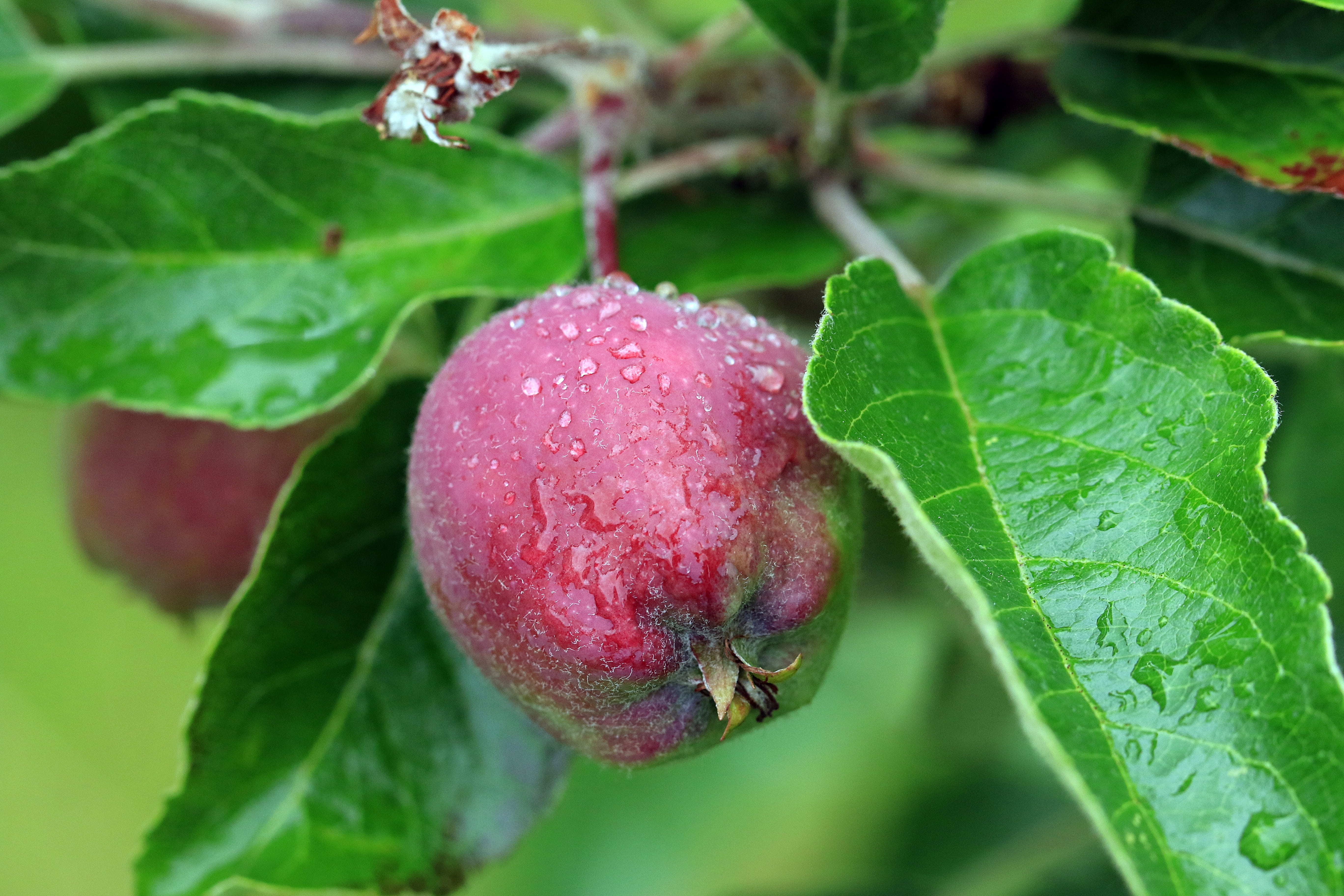 focus on foreground, red, growth, garden, beauty in nature, spring, paradise apple, nature, day, after the rain, leaf, plant, orchard, maturation, green color, HD Wallpaper
