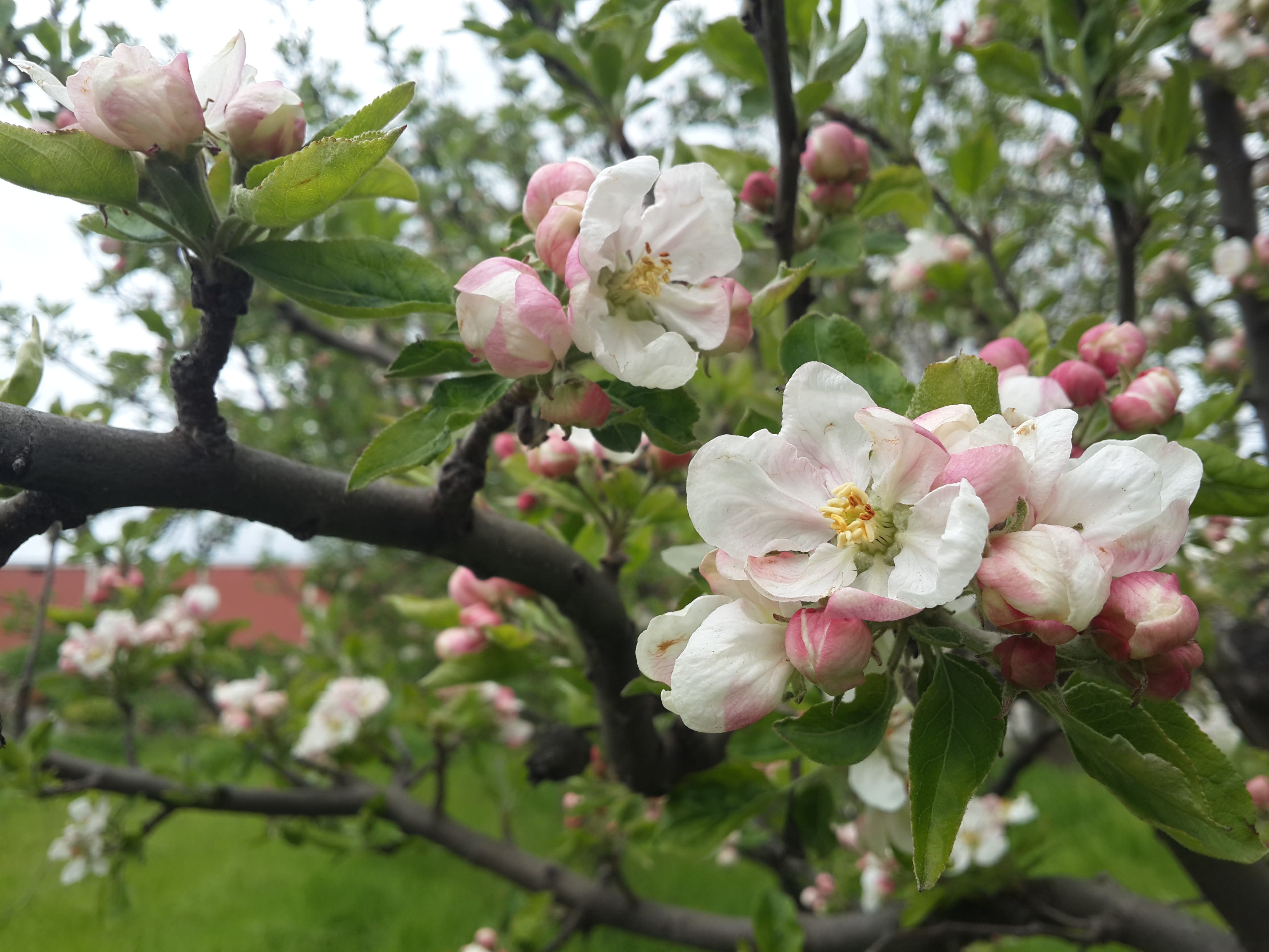 inflorescence, outdoors, garden, beauty in nature, fruit tree, vulnerability, day, pink, 4K, plant, petal, flowering plant, cherry blossom, macro, bunch of flowers, HD Wallpaper