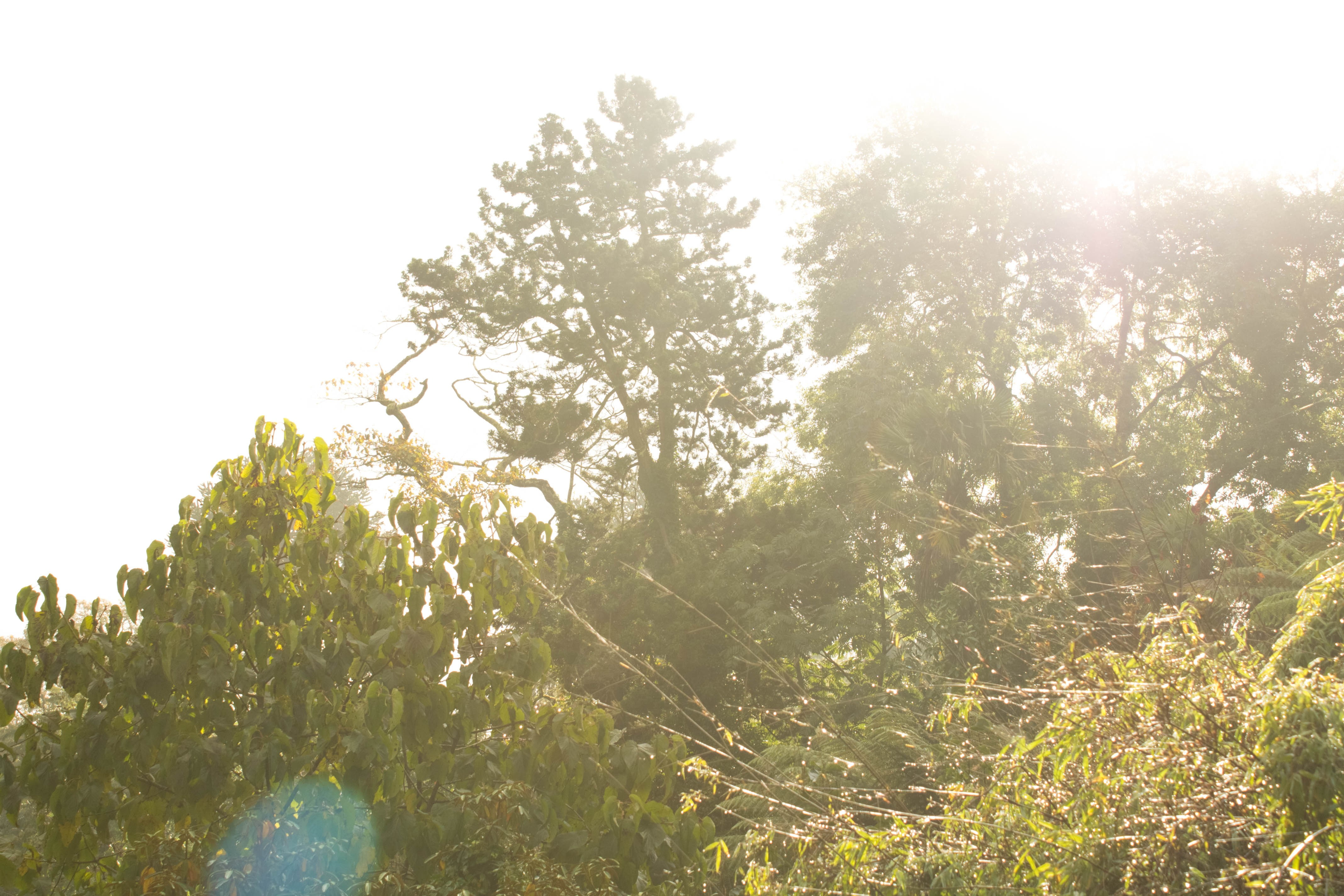 landscape, plant, no people, tranquility, tree, tranquil scene, sky, lens flare, day, growth, streaming, bright, nature, sunny, scenics - nature, green color, HD Wallpaper