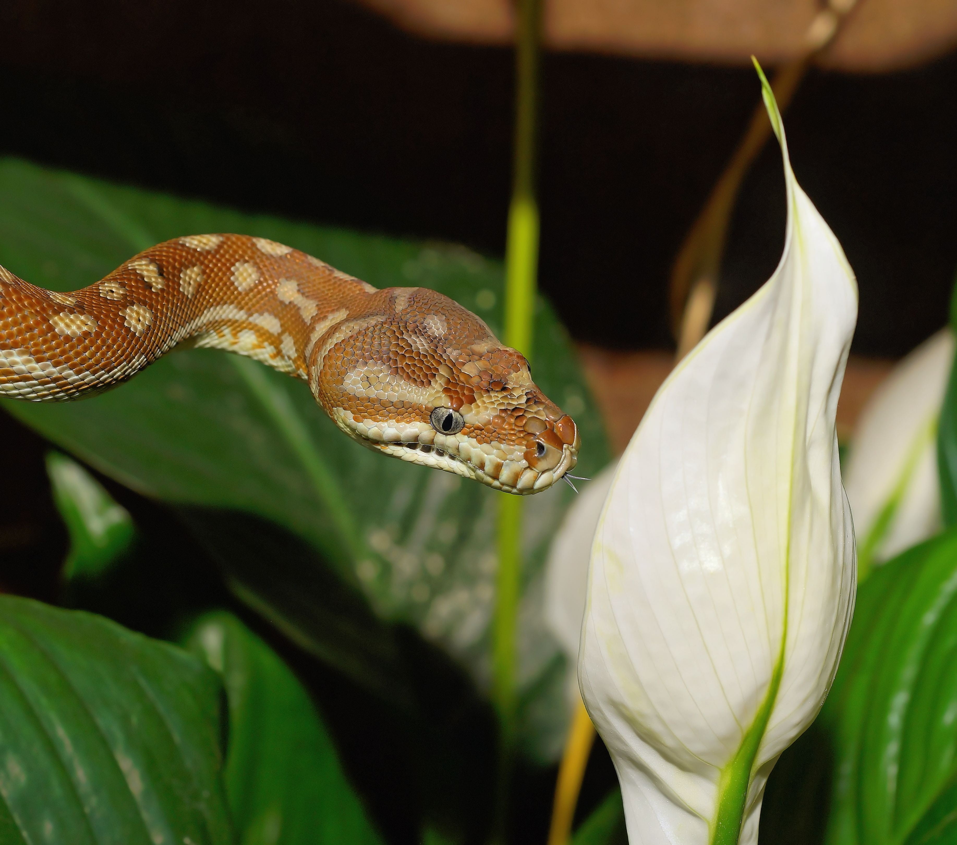 focus on foreground, animal themes, day, australia, lily, nature, growth, animal wildlife, vertebrate, white, peace, one animal, plant part, plant, beautiful, HD Wallpaper