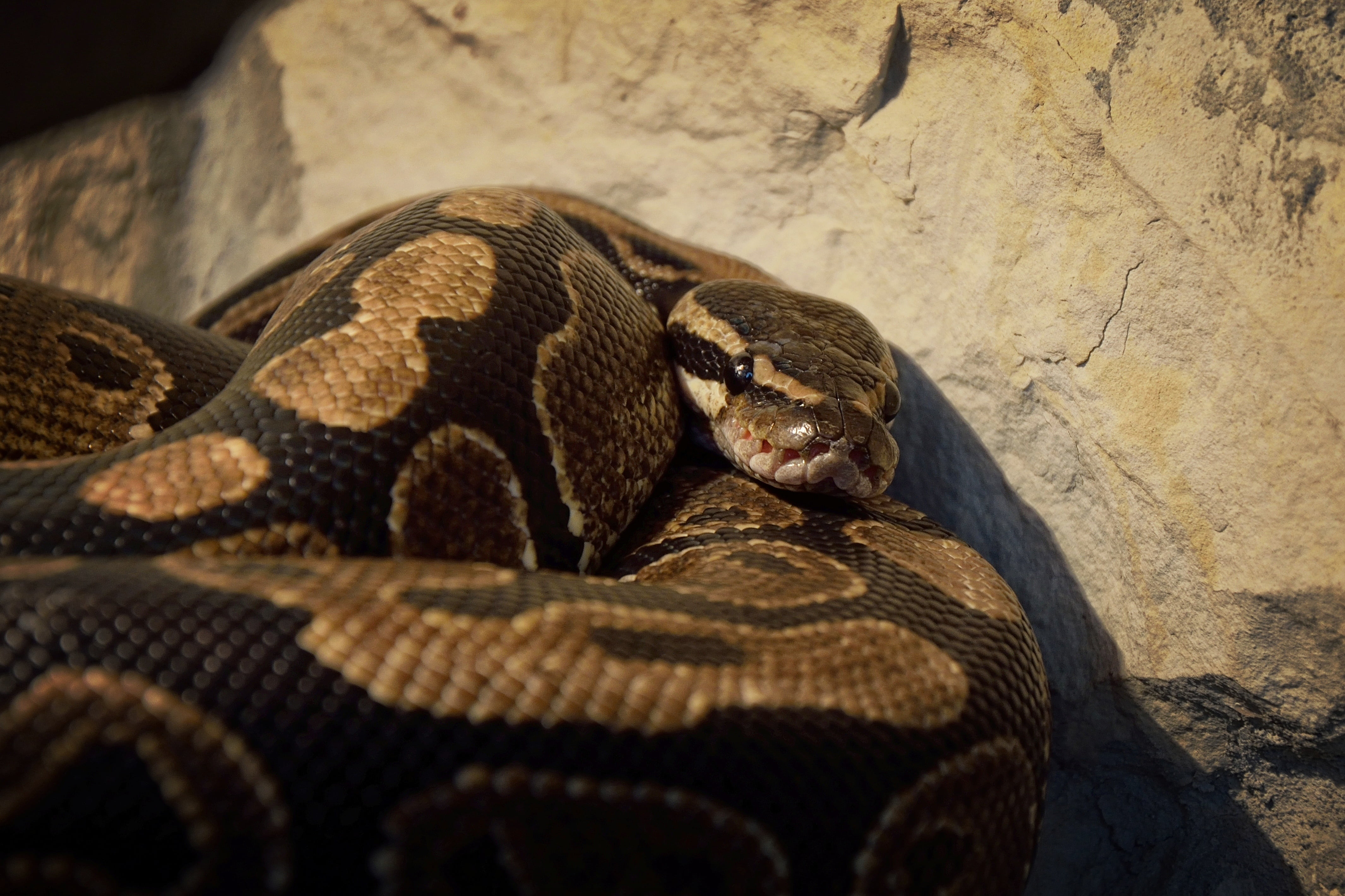 background, animal themes, no people, zoo, wildlife, day, vertebrate, 4K, vivarium, animal scale, snake, poisonous, animal, outdoors, one animal, HD Wallpaper
