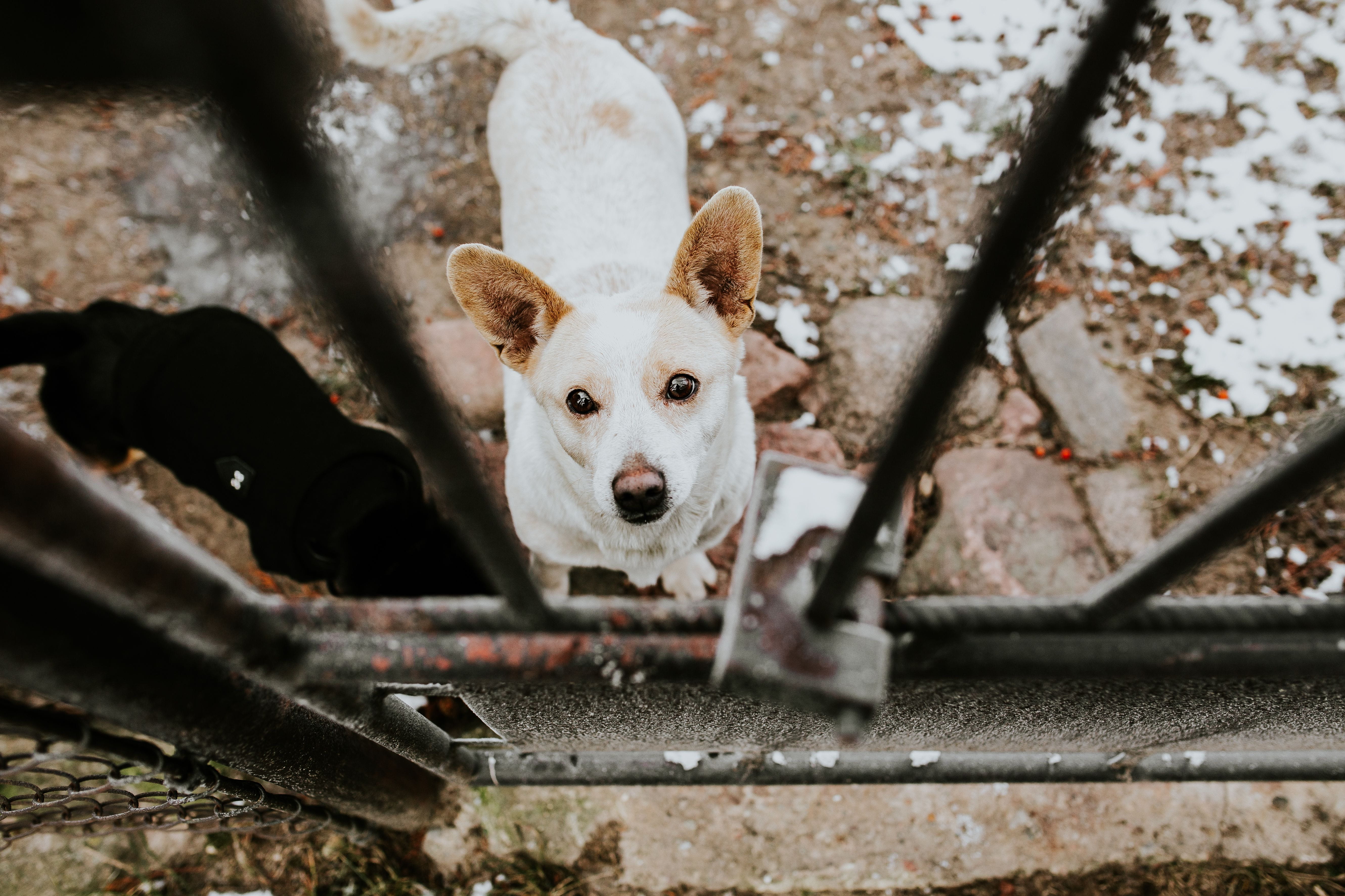 domestic animals, high angle view, metal, lock, mammal, domestic, dog, blackandwhite, padlock, day, Dogs, one animal, animal themes, close-up, white color, HD Wallpaper