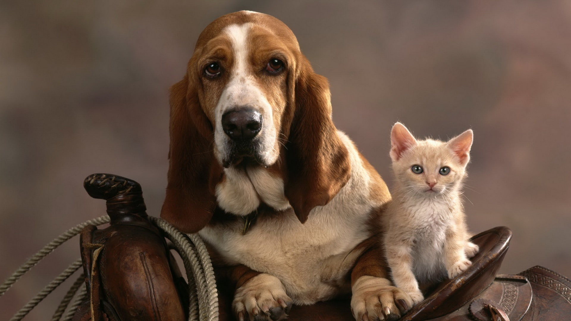 saddle, cat, animals, kitten, dog, hd, 1080P, HD Wallpaper