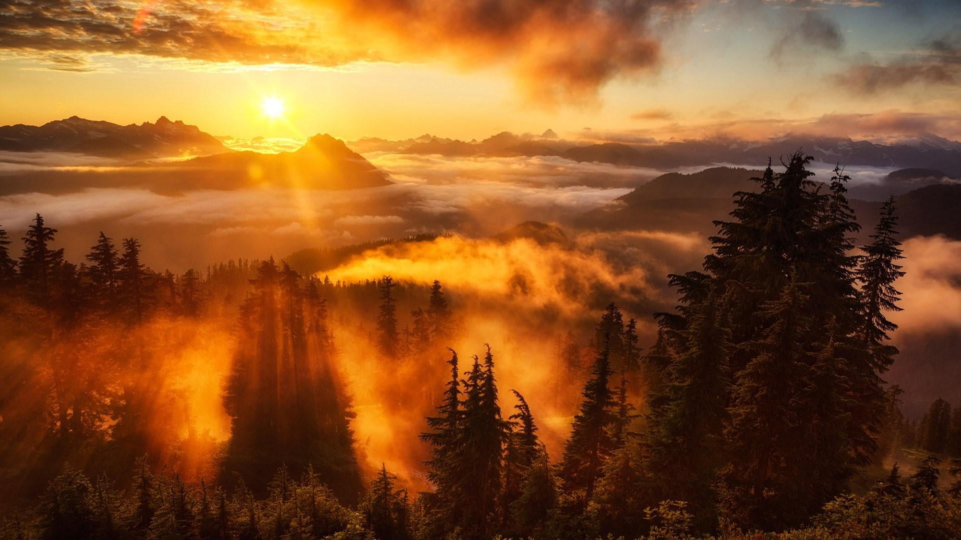 plant, beauty in nature, snohomish, atmosphere, tranquility, morning, sun, woodland, tree, no people, cloud - sky, fog, sunlight, mountain, evergreen mountain lookout, HD Wallpaper