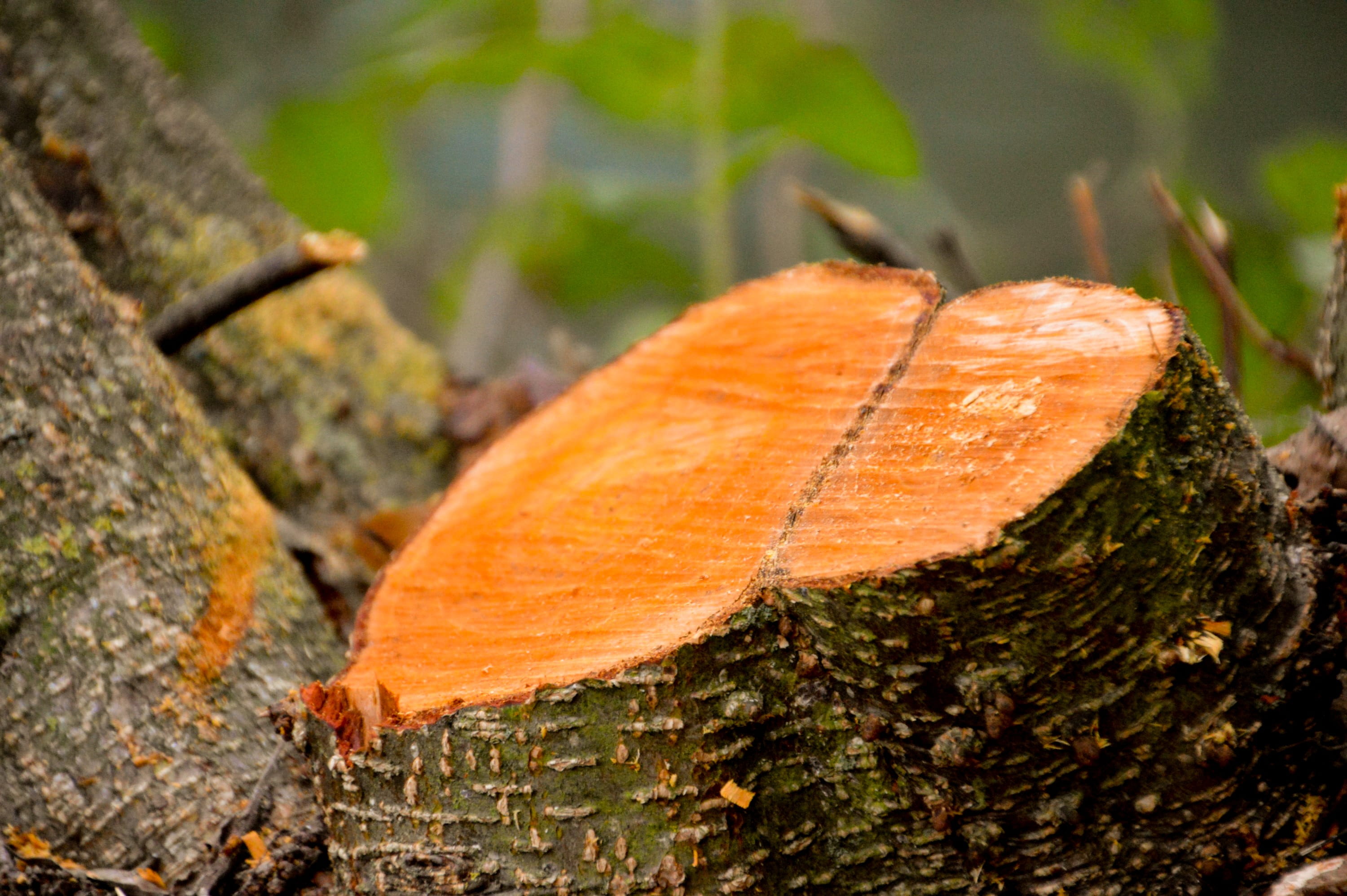 woodland, texture, wood - material, environment, tree, nature, 2K, leaf, day, close-up, plant part, change, timber, natural condition, focus on foreground, HD Wallpaper