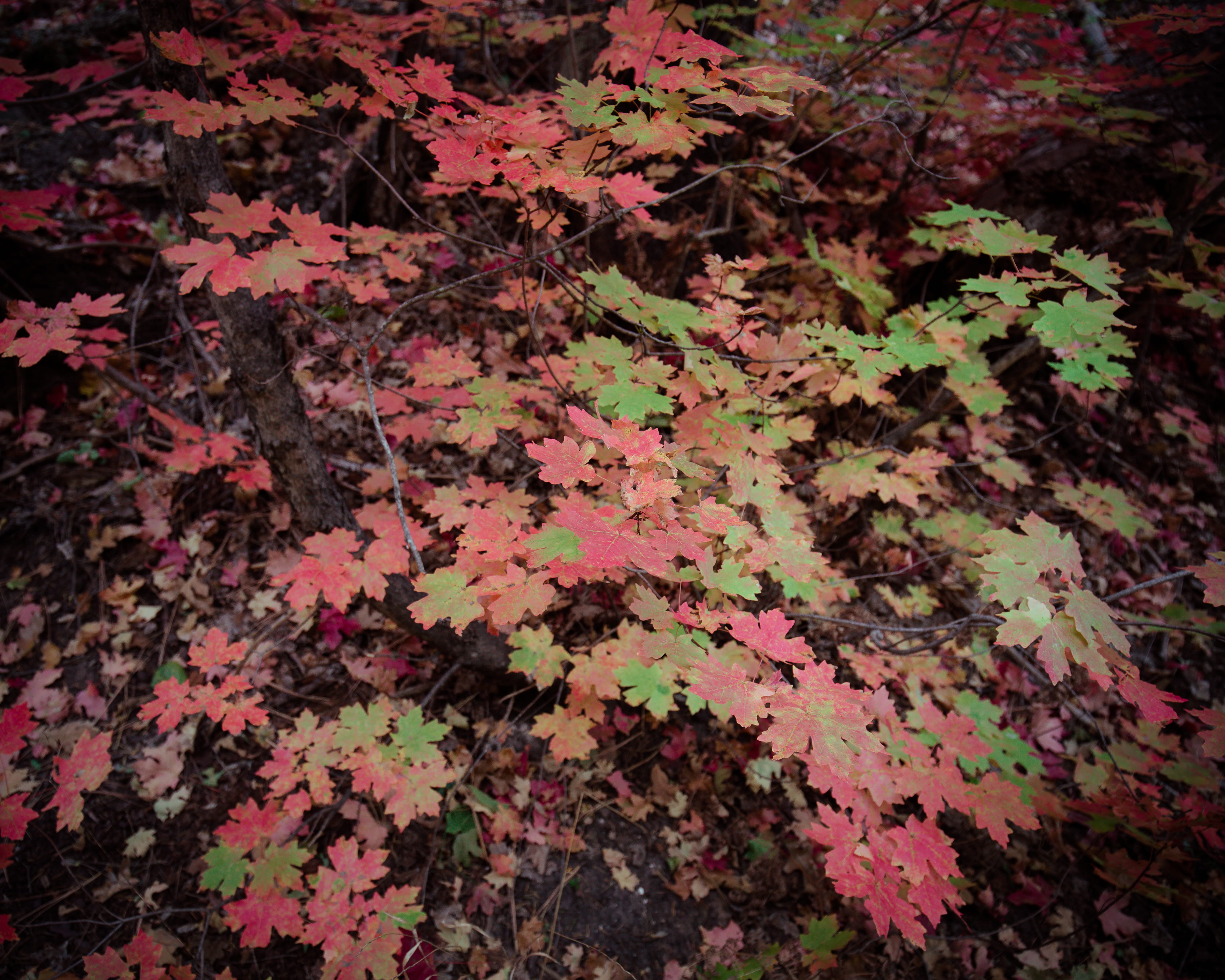 oak creek canyon, full frame, maple, change, united states, close-up, outdoors, nature, plant, no people, fragility, natural condition, fall color, leaves, HD Wallpaper