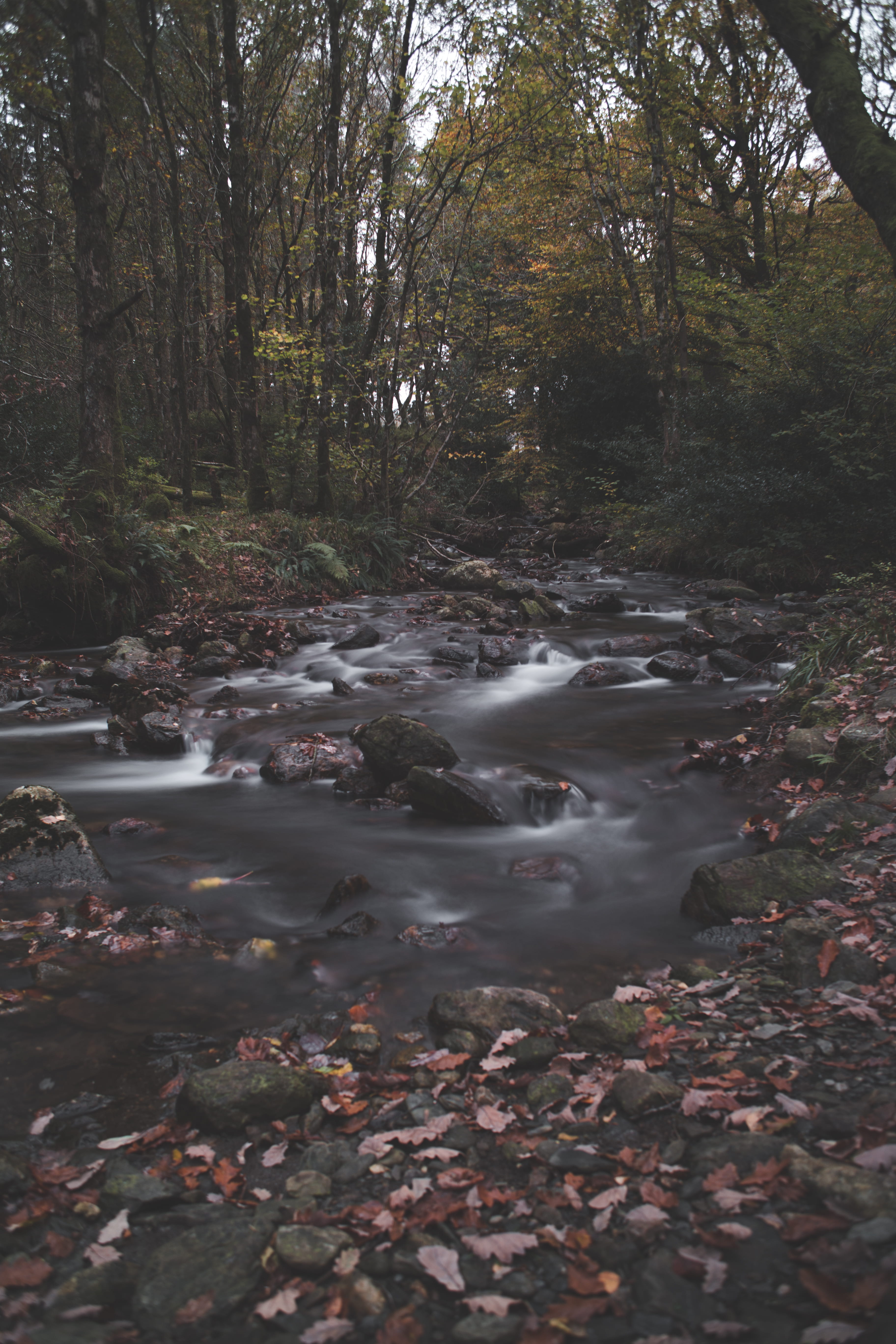 ireland, plant, day, growth, water, tranquility, stream - flowing water, forest, scenics - nature, peaceful, outdoors, 5K, beauty in nature, creek, leaf, Phone HD Wallpaper