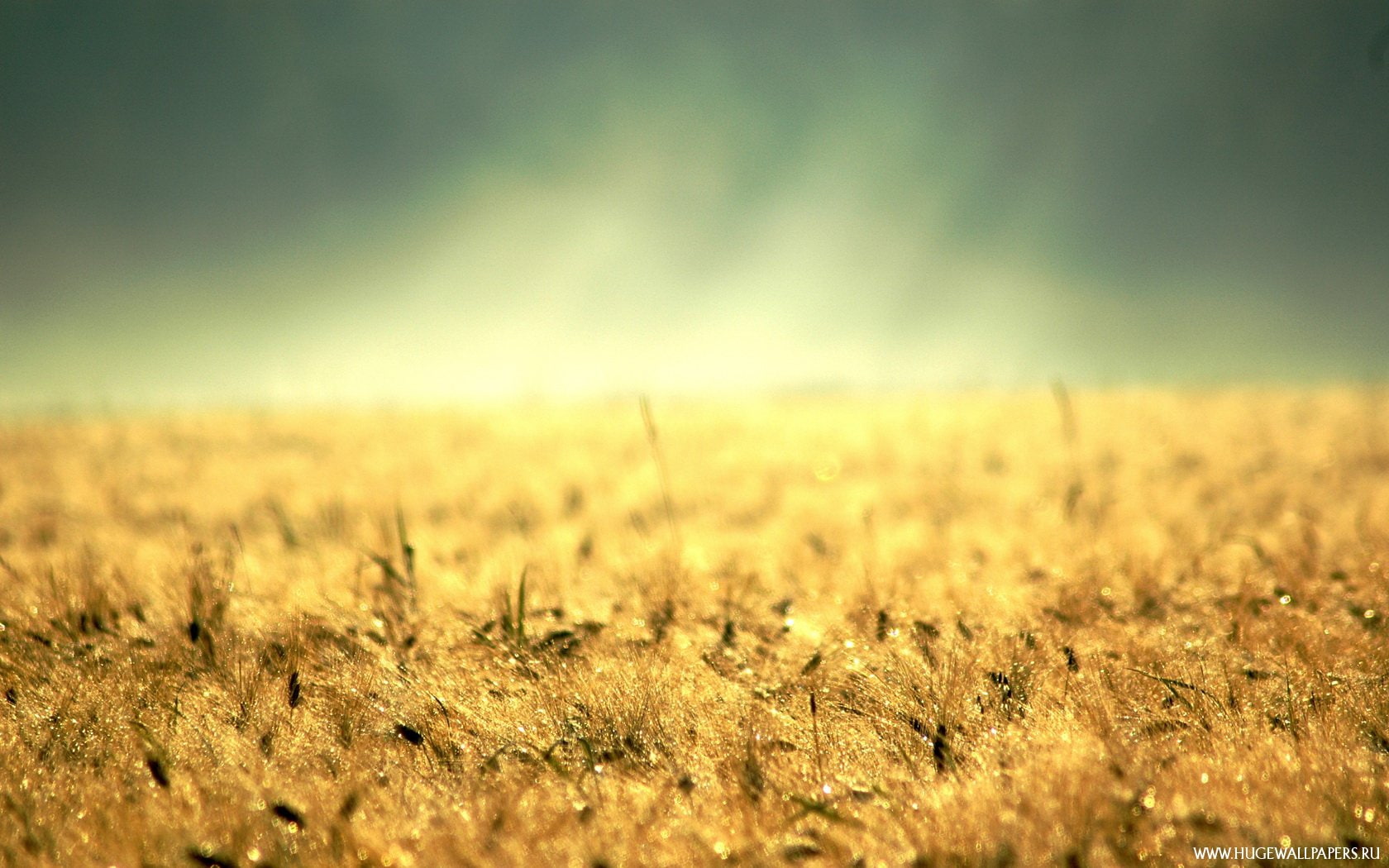 fields, Field, crusade, grain, gold, argent, argent dawn, dawn, hd, golden, 720P, art, argent crusade, nature, HD Wallpaper