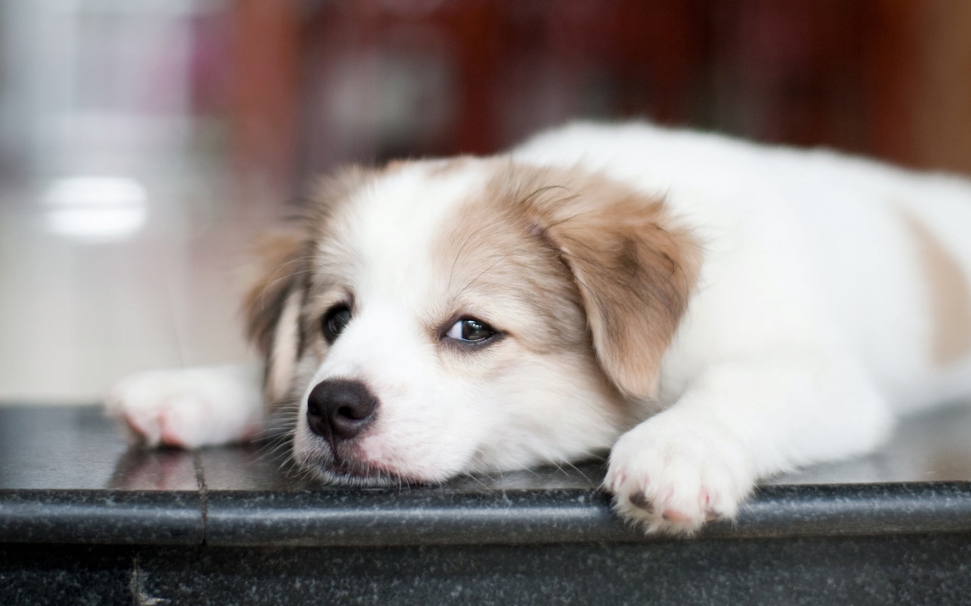 friendship, domestic, canine, animal body part, purebred Dog, short, domestic Animals, indoors, animal, mammal, sad, relaxation, puppy, brown, waiting, HD Wallpaper