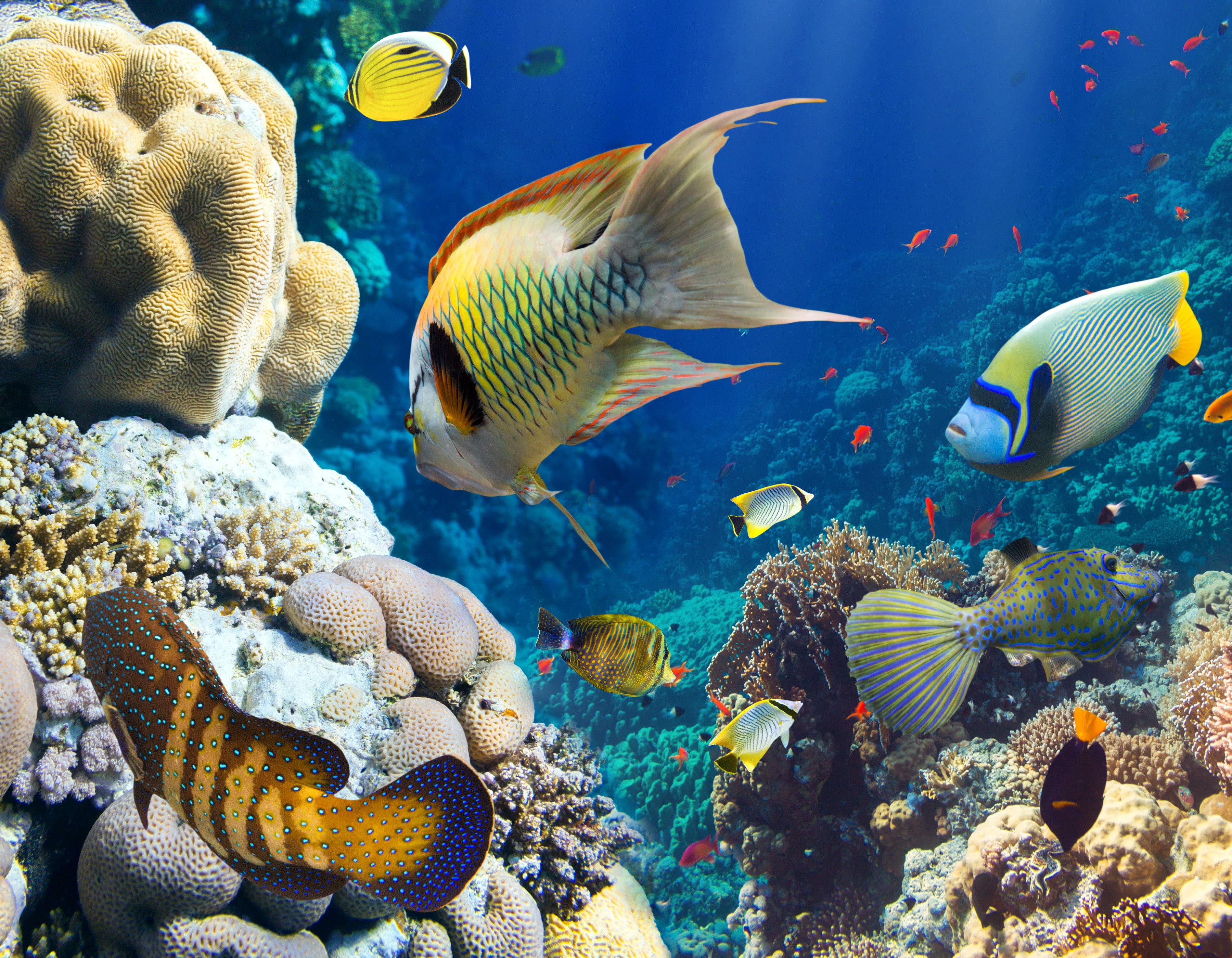 animal themes, group of animals, animals in the wild, fish, underwater, nature, beauty in nature, water, marine, animal, school of fish, sea life, large group of animals, HD Wallpaper