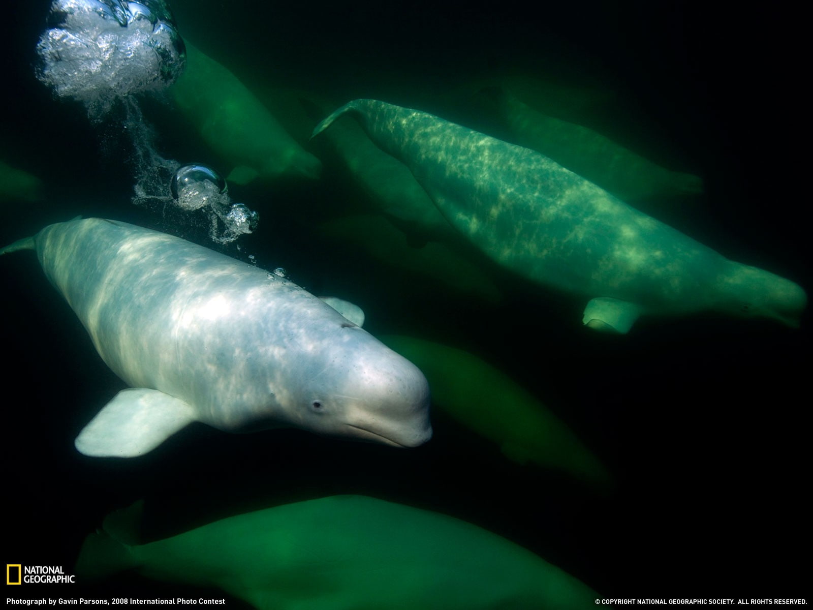 National Geographic, 720P, animals, whale, HD Wallpaper
